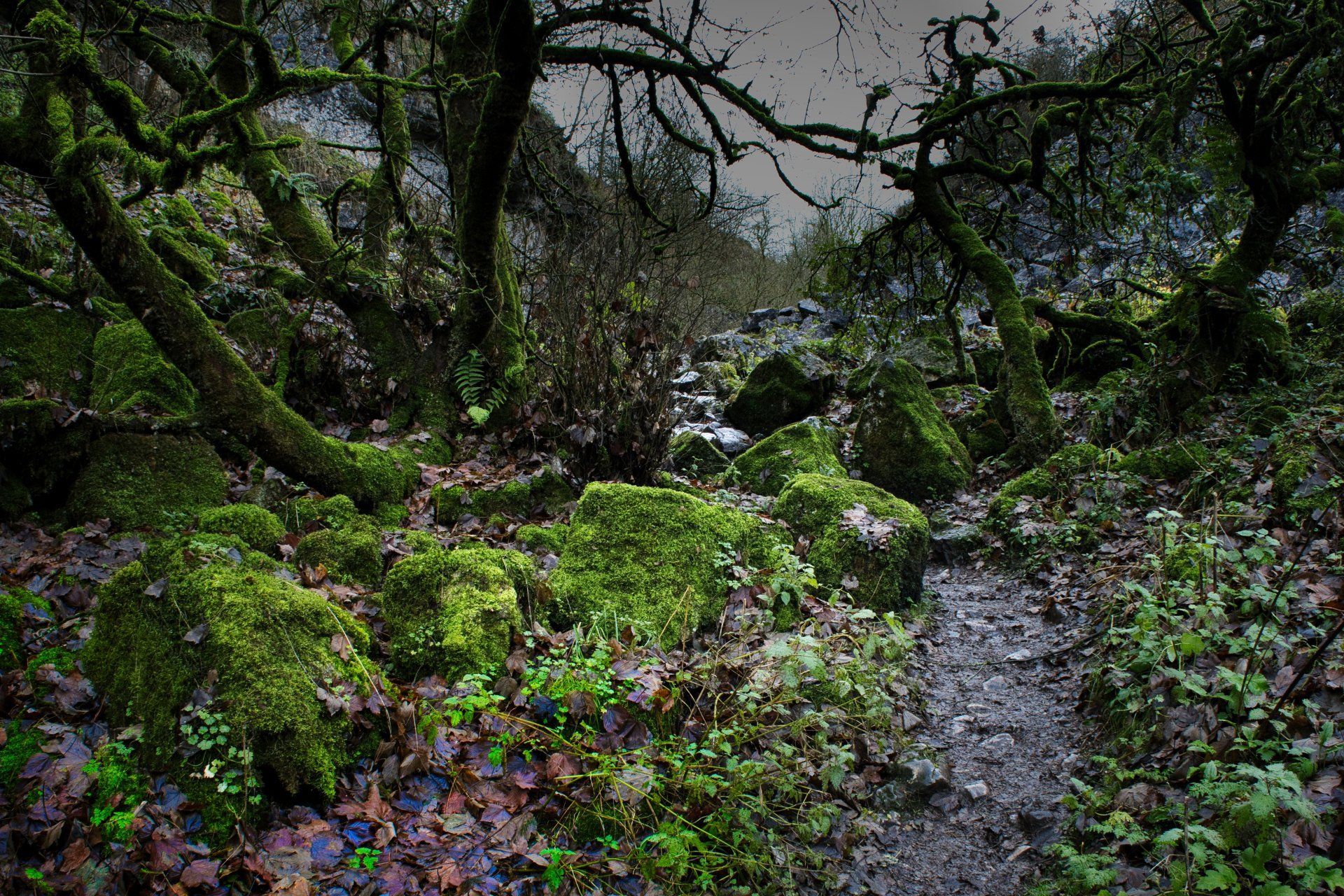 twisted trees among rocks in a disused quarry in autumn