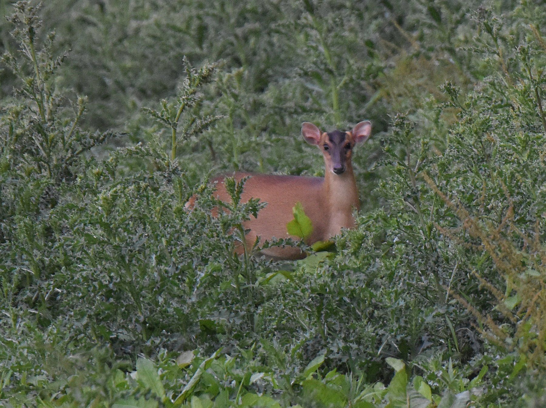 a muntjac deer