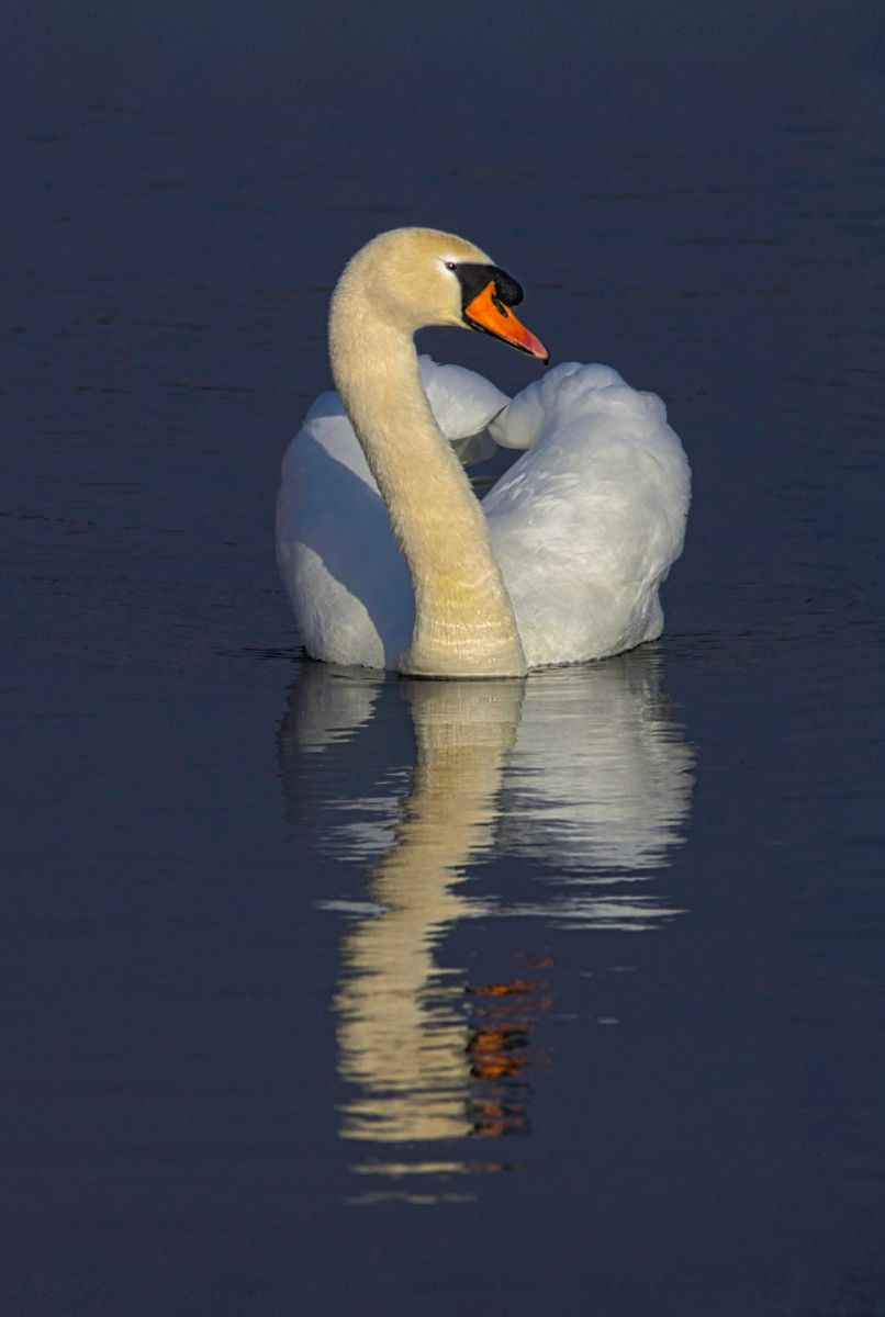a mute swan reflected on water