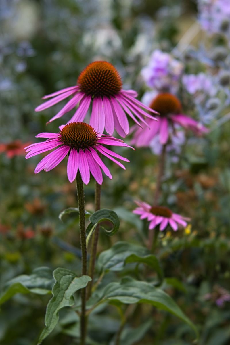 a garden Echinacea flower head