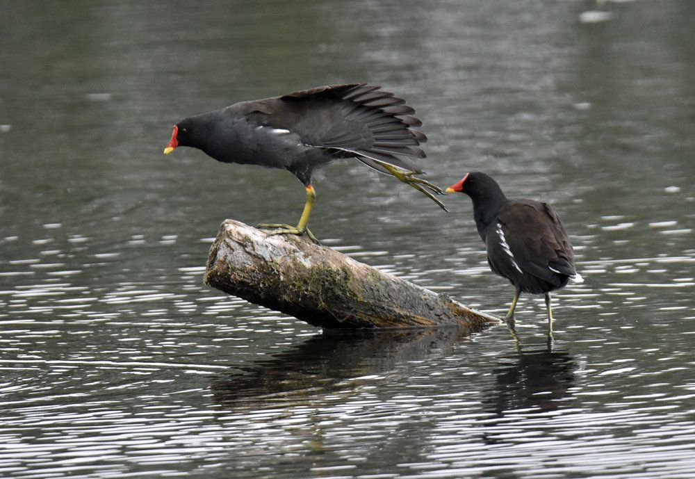 No, You Don't by Graham Harrison a pair of moorhens on a log