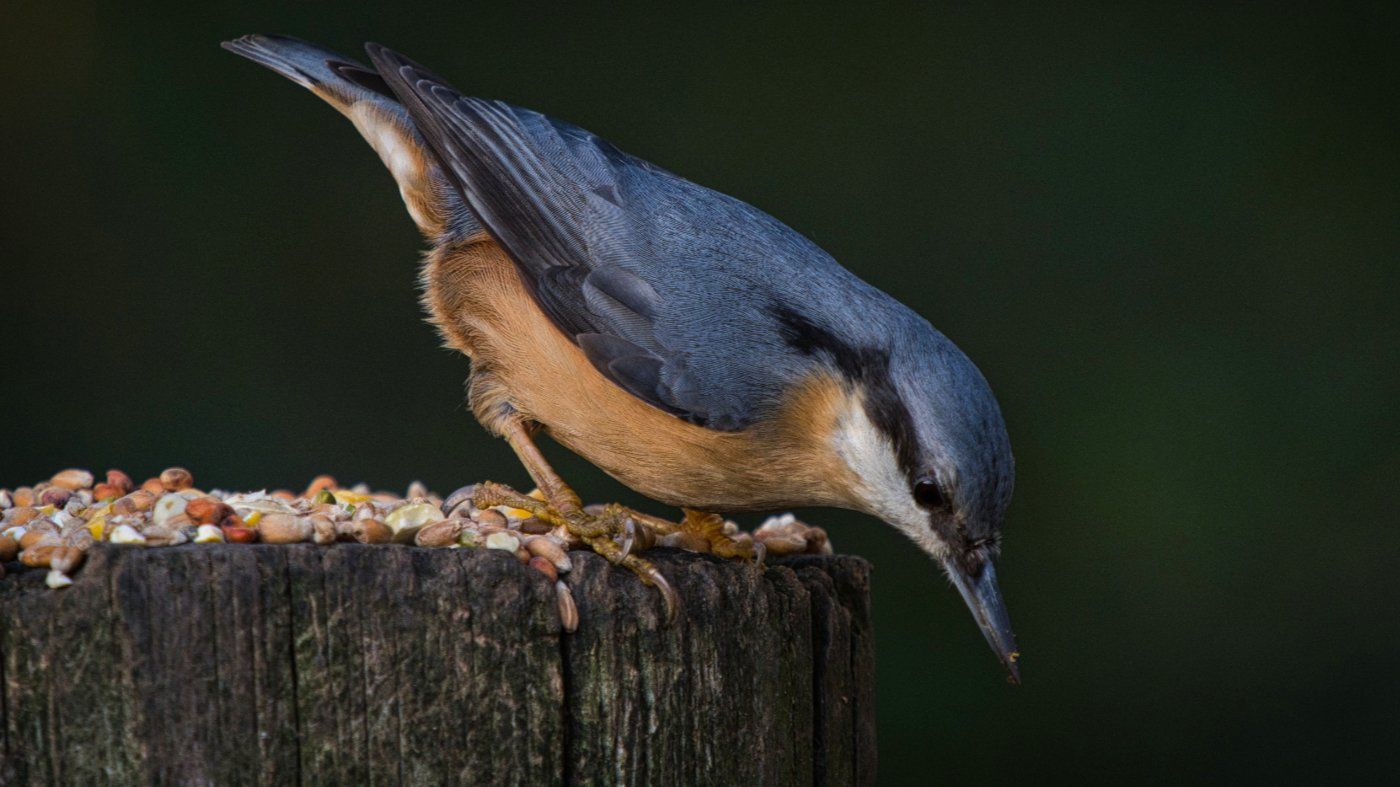 a nuthatch on a post