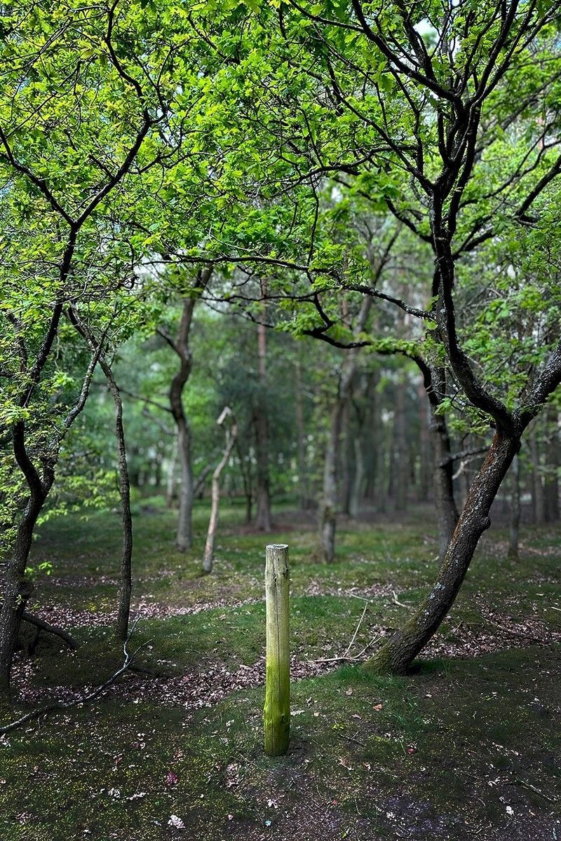 a wooden post in a forest