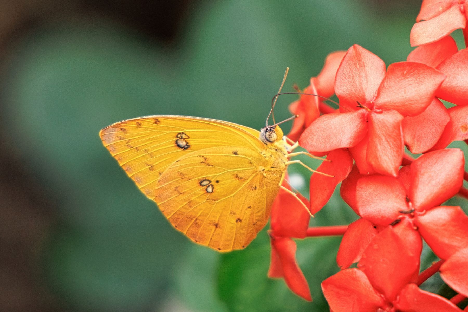 An Orange Barred Sulphur Butterfly