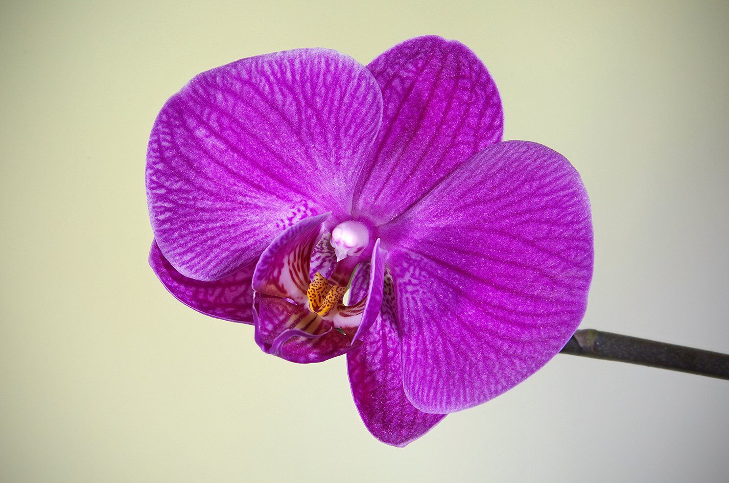 a purple orchid