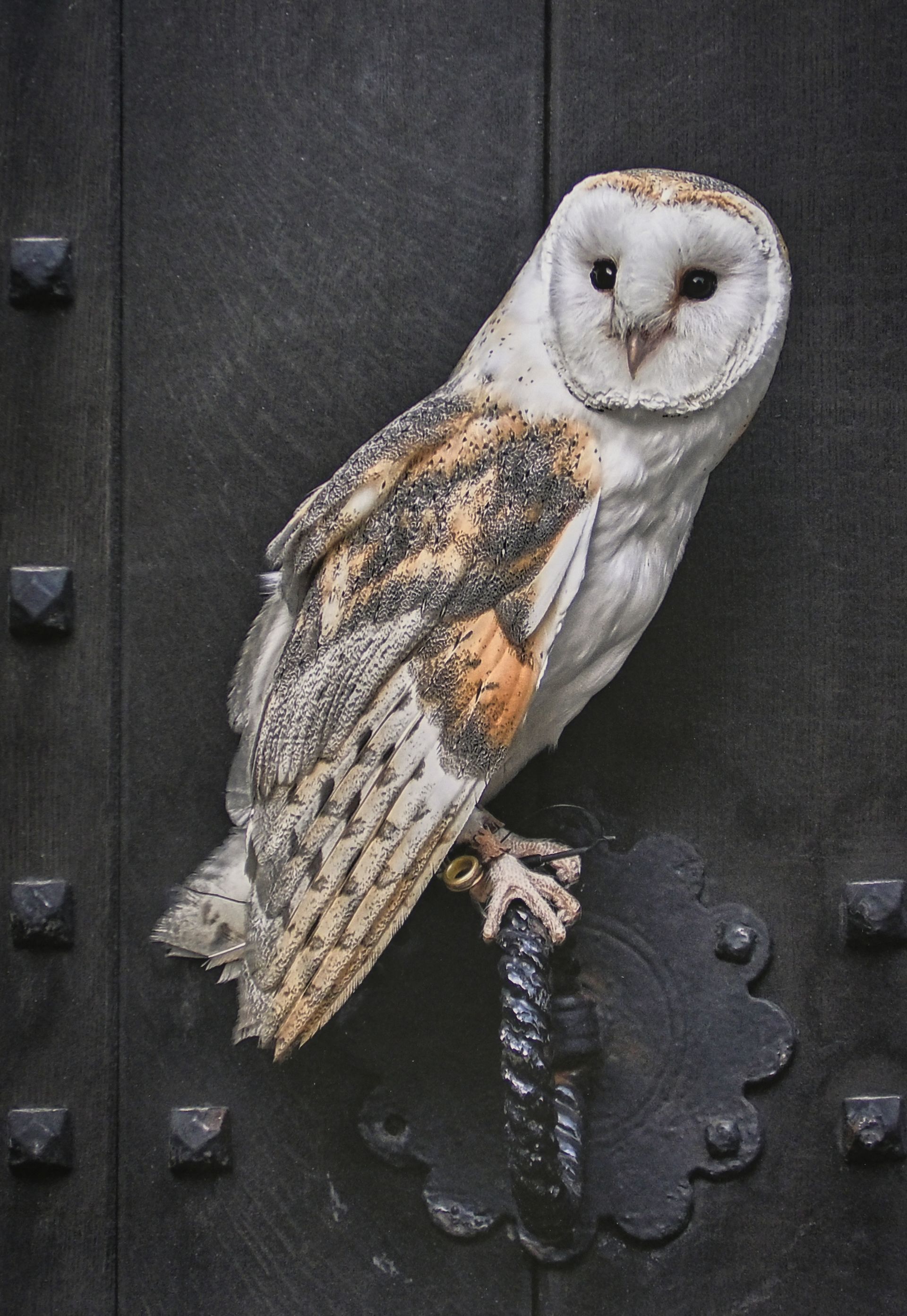 a barn owl on a doorhandle