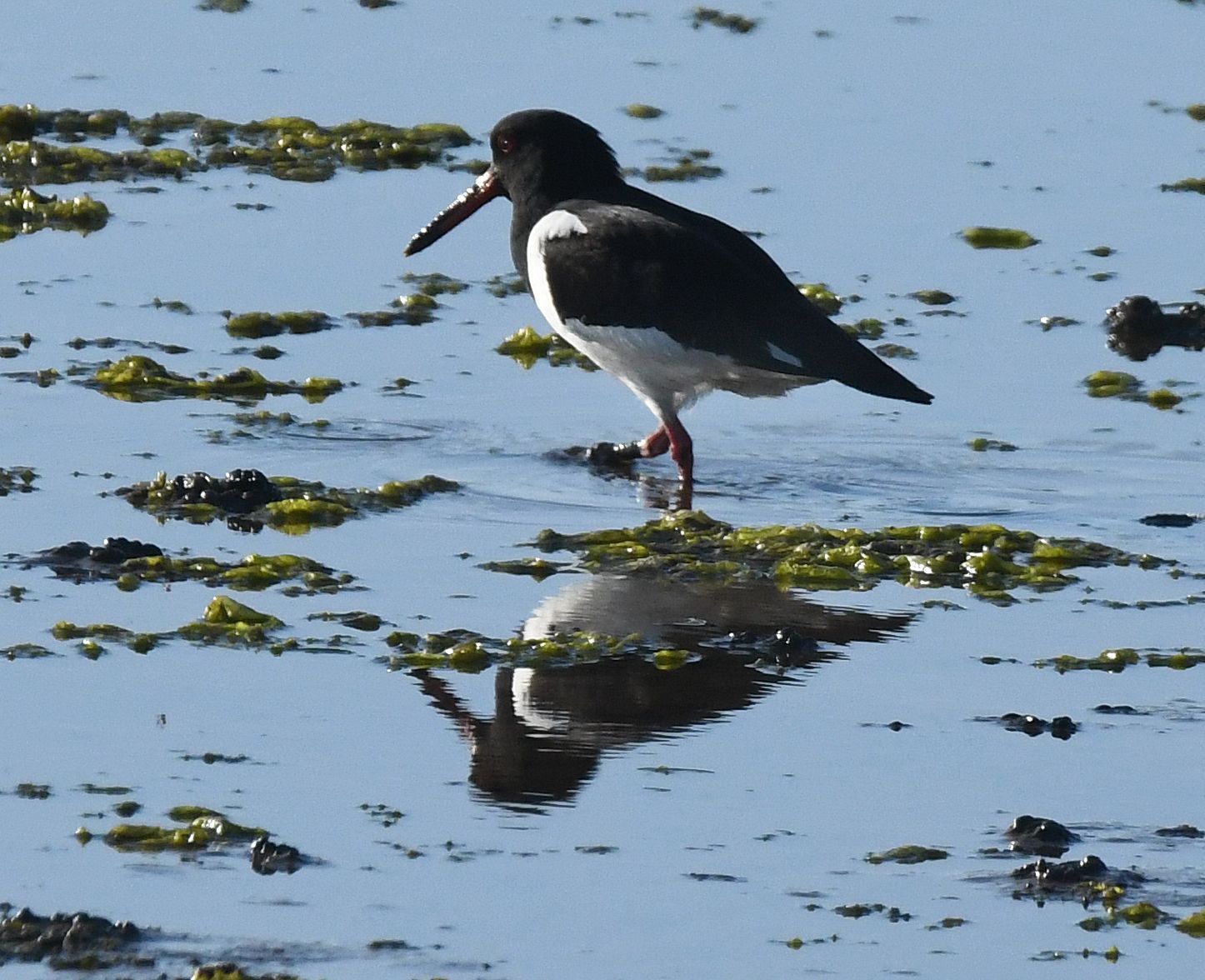 Oyster Catcher by Graham Harrison an Oyster Catcher bird on the shore