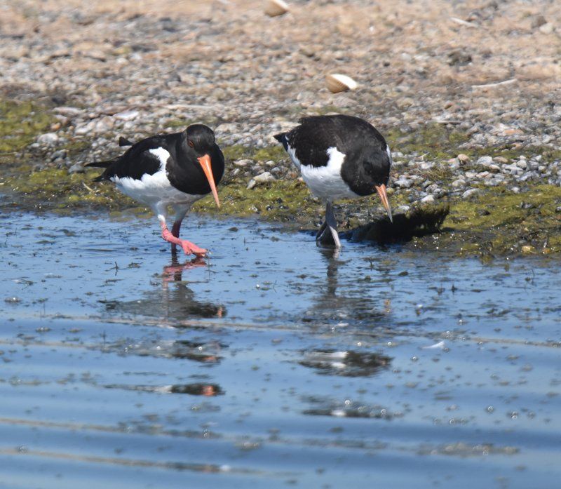 oyster catchers