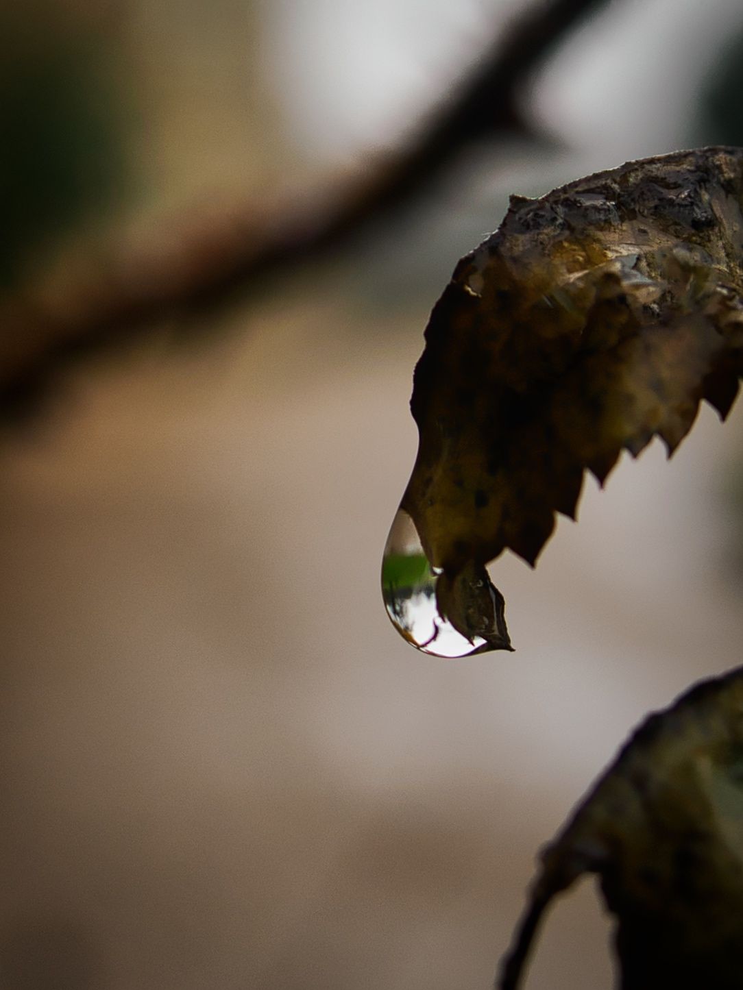 Water Drop on a Leaf