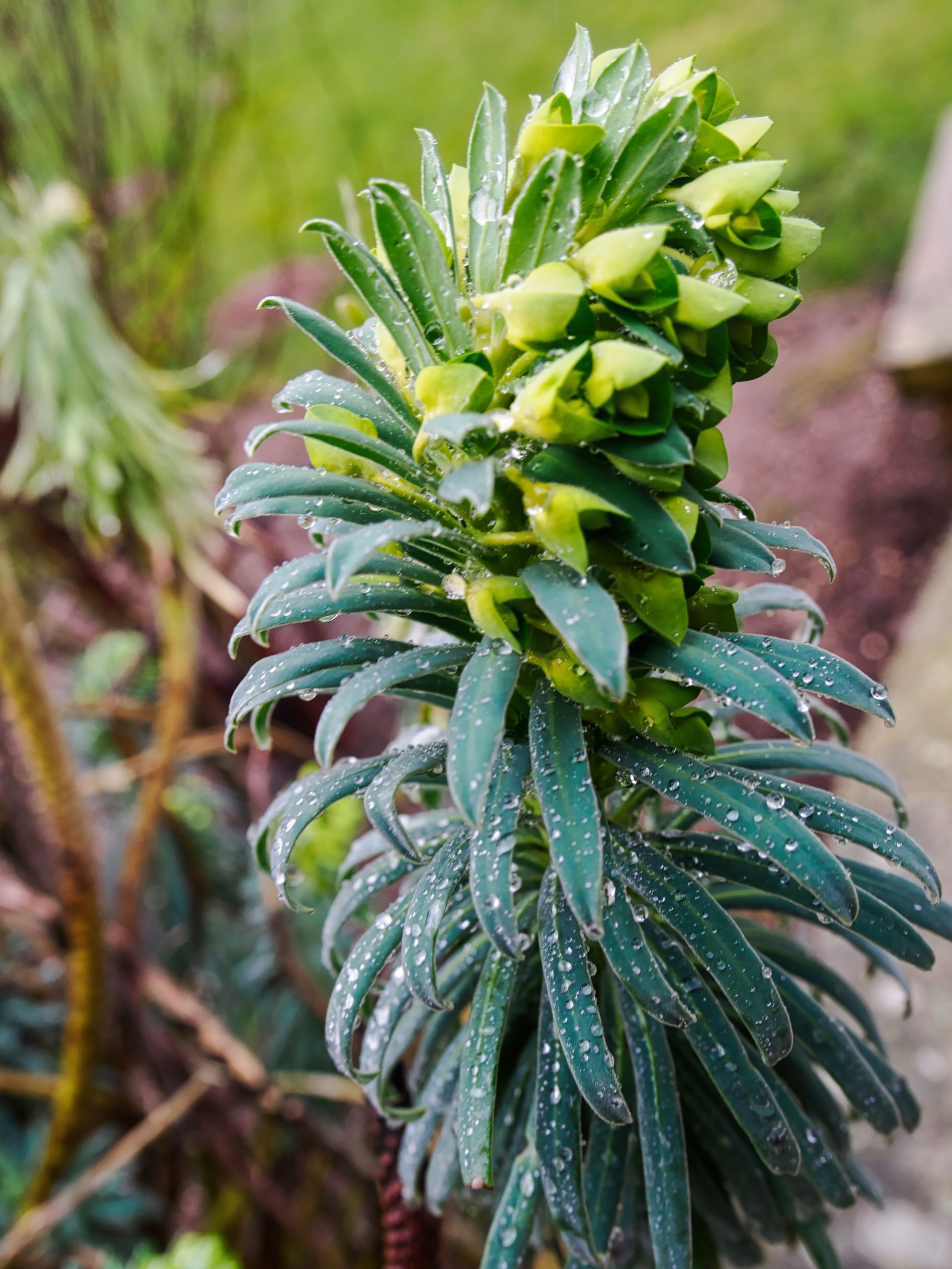 water droplets on a plant