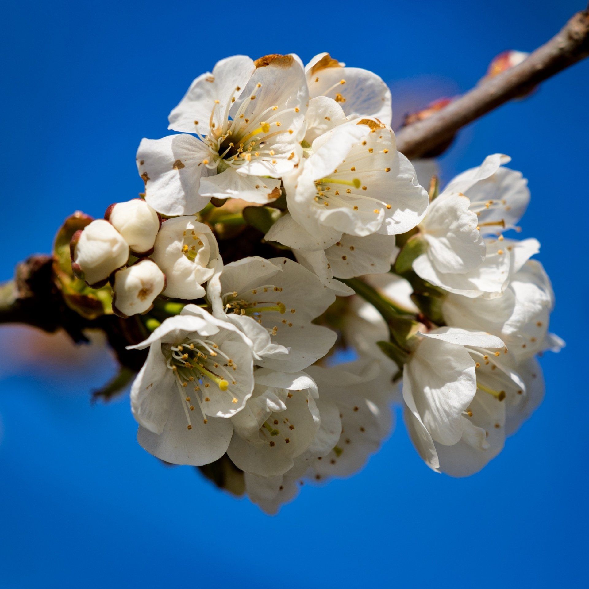 spring blossom on a tree