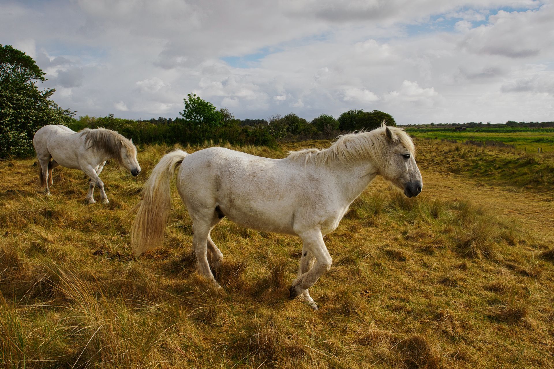 A pair of horses