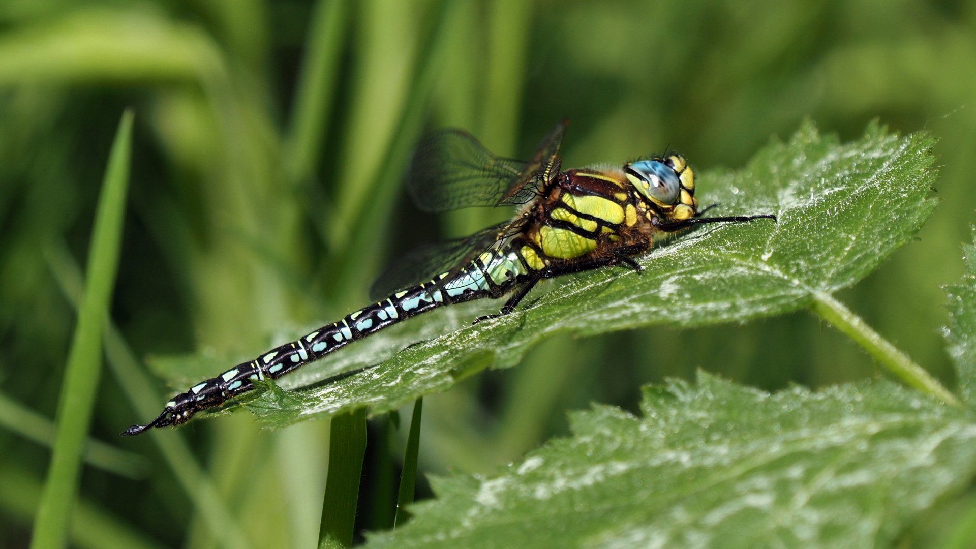 a dragonfly on a leaf