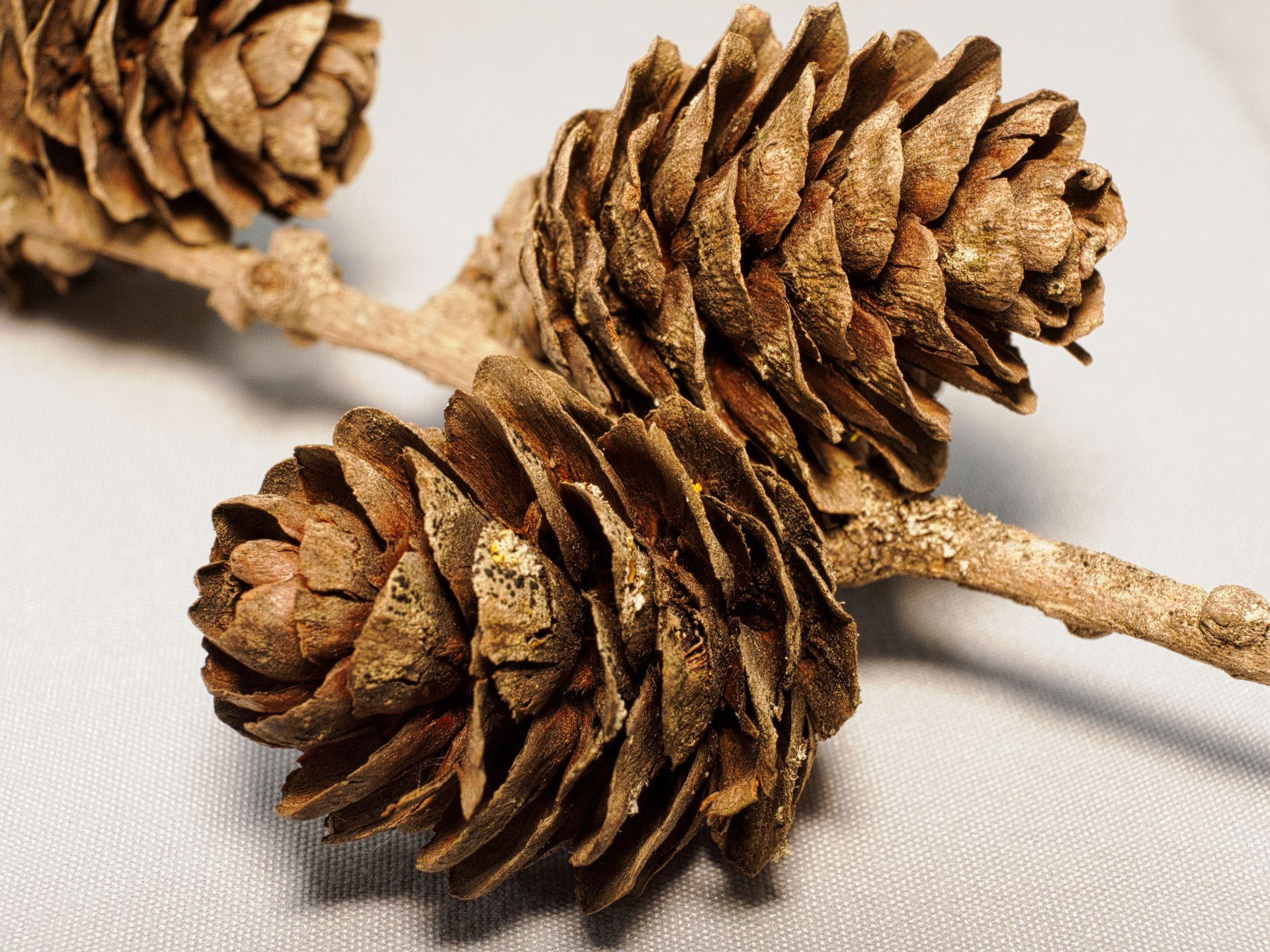 a pair of pine cones