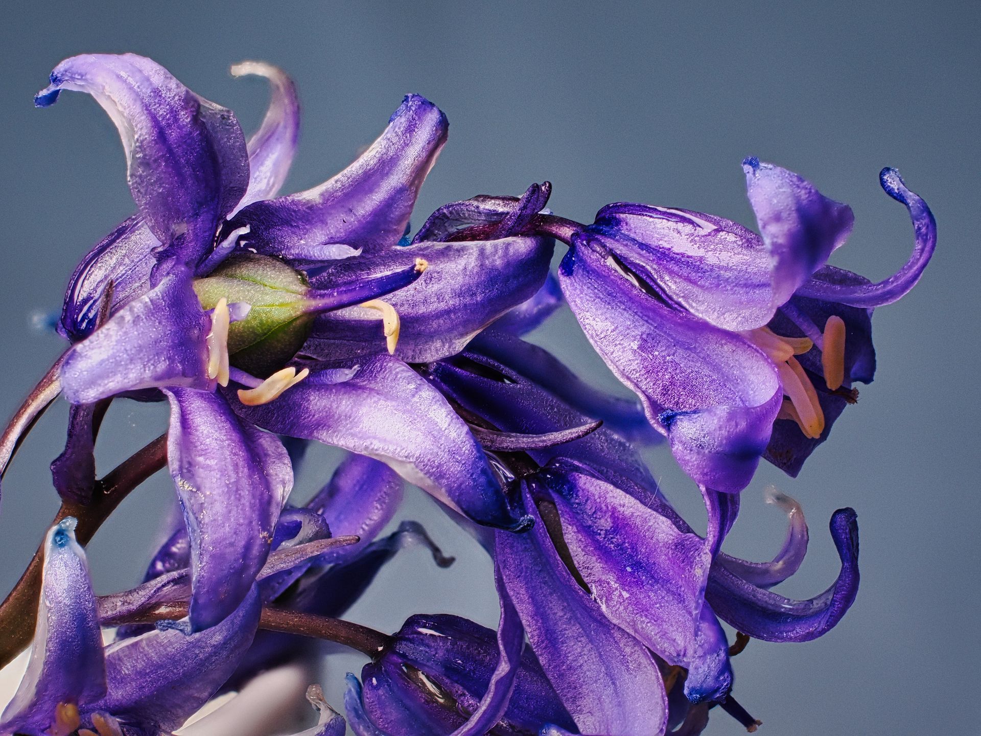 A closeup image of bluebells