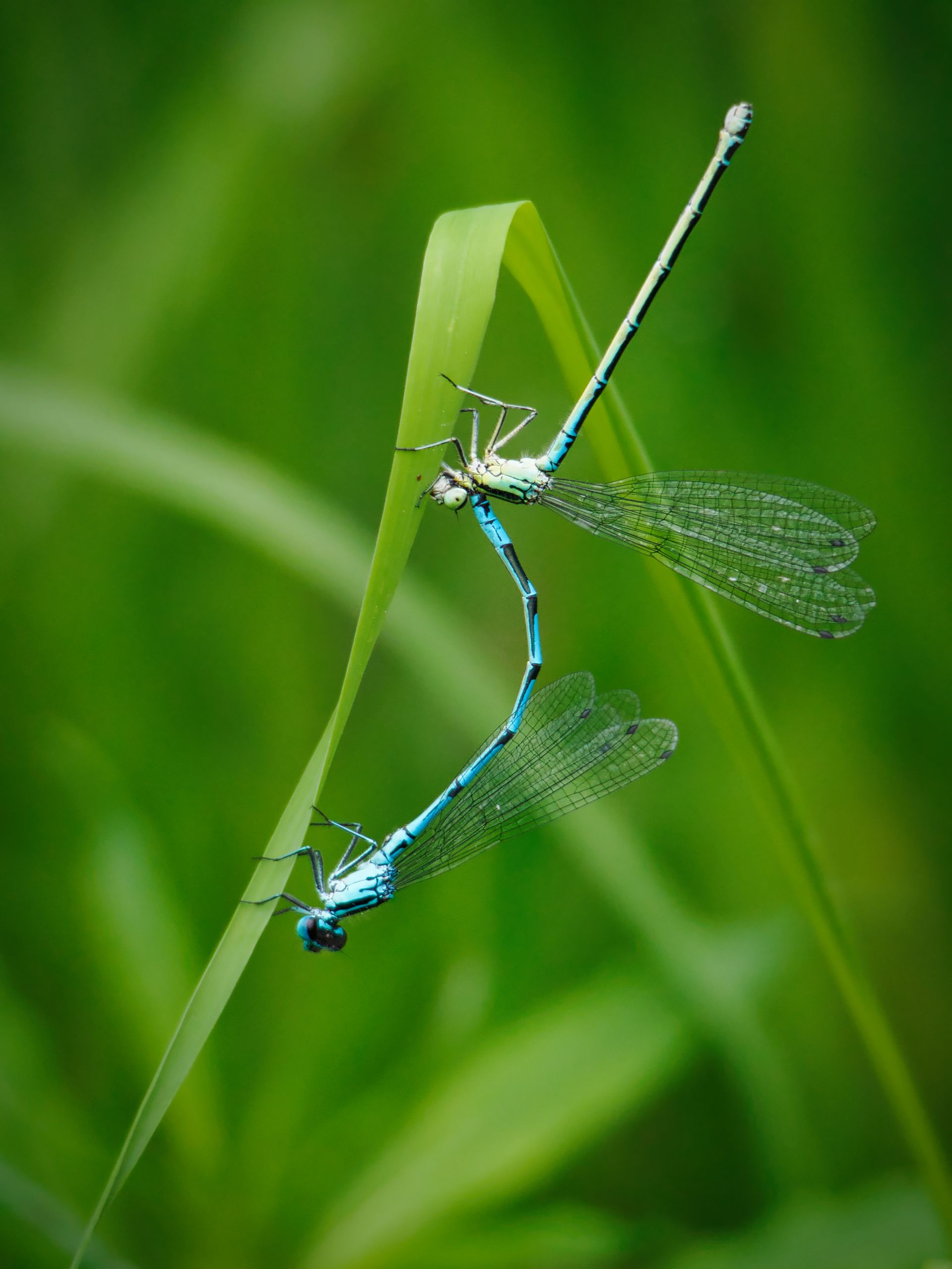 A pair of mating blue Damselflies