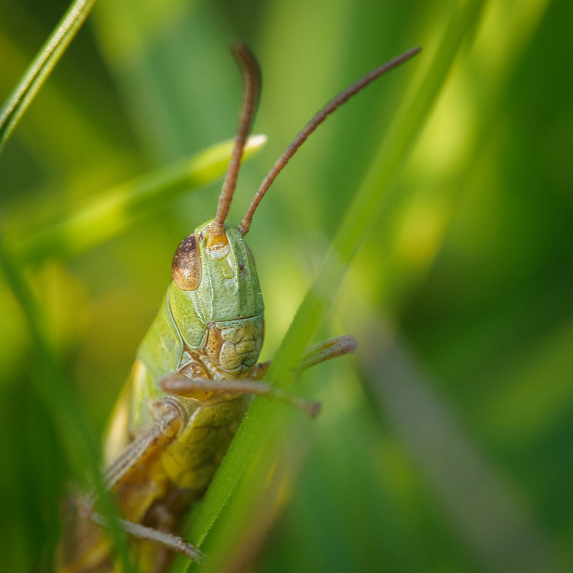 Grasshopper in Grass
