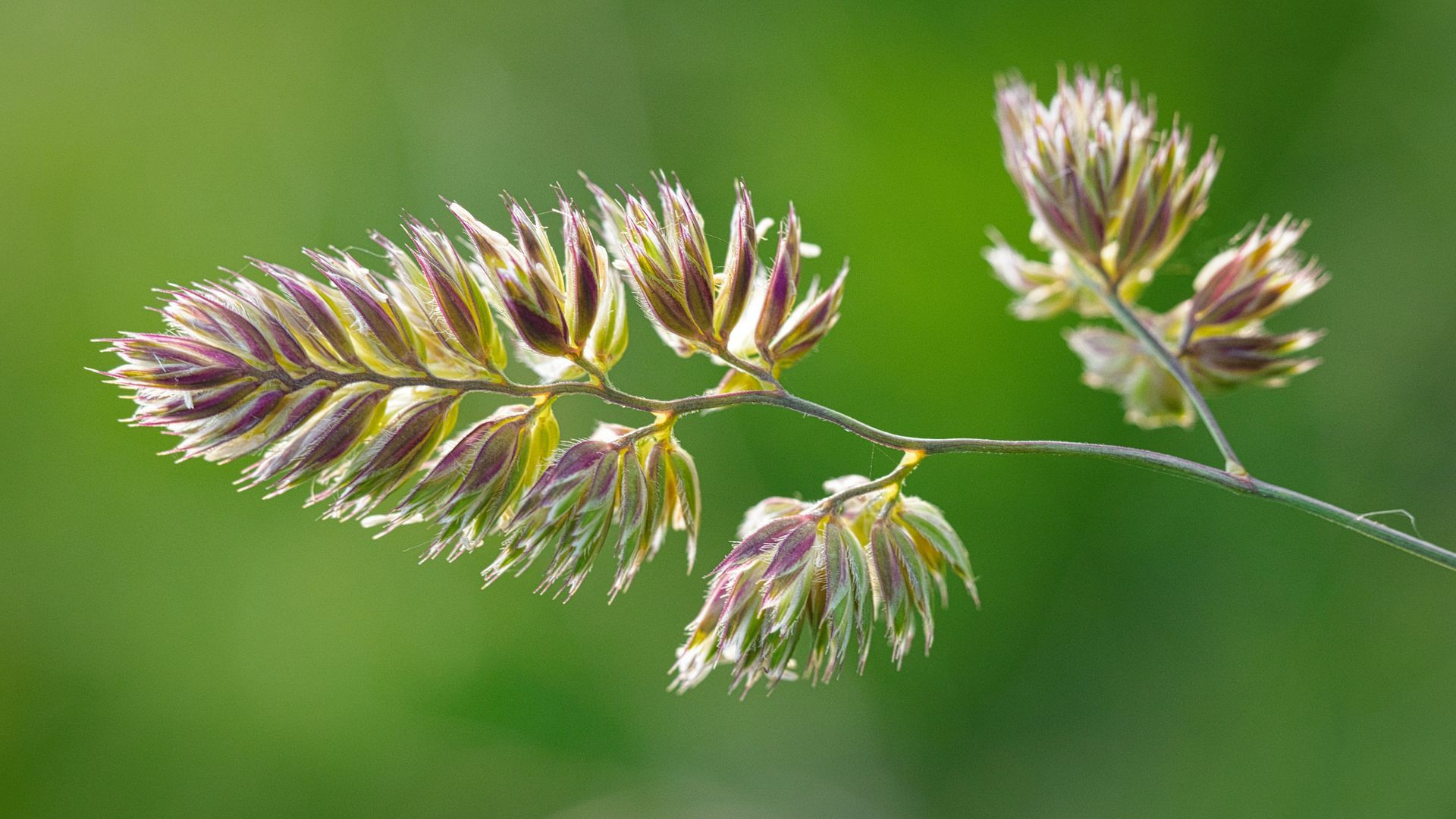 A view of a grass seed head