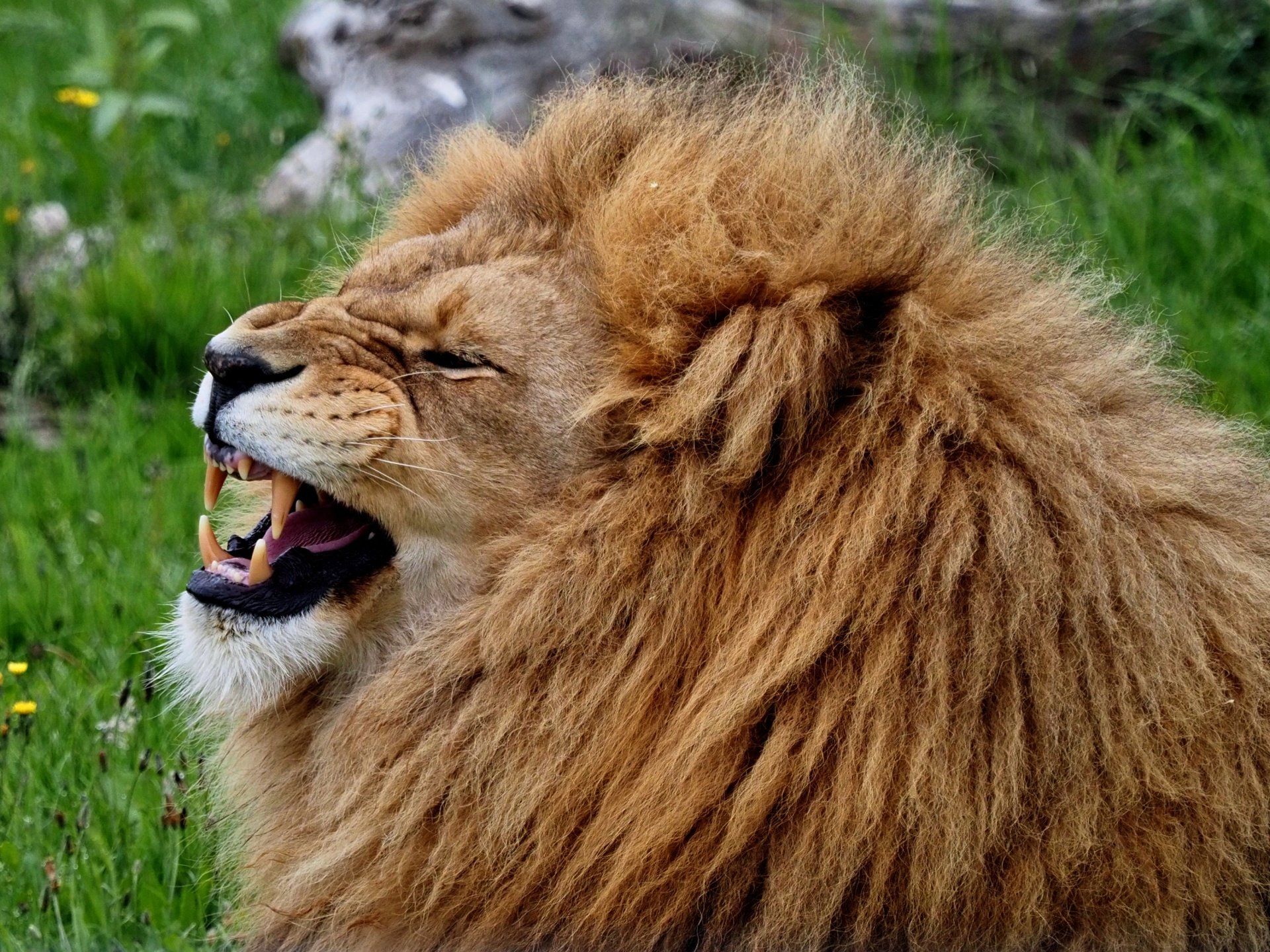 Photo by: Derek Smith a lion at the yorkshire wildlife trust