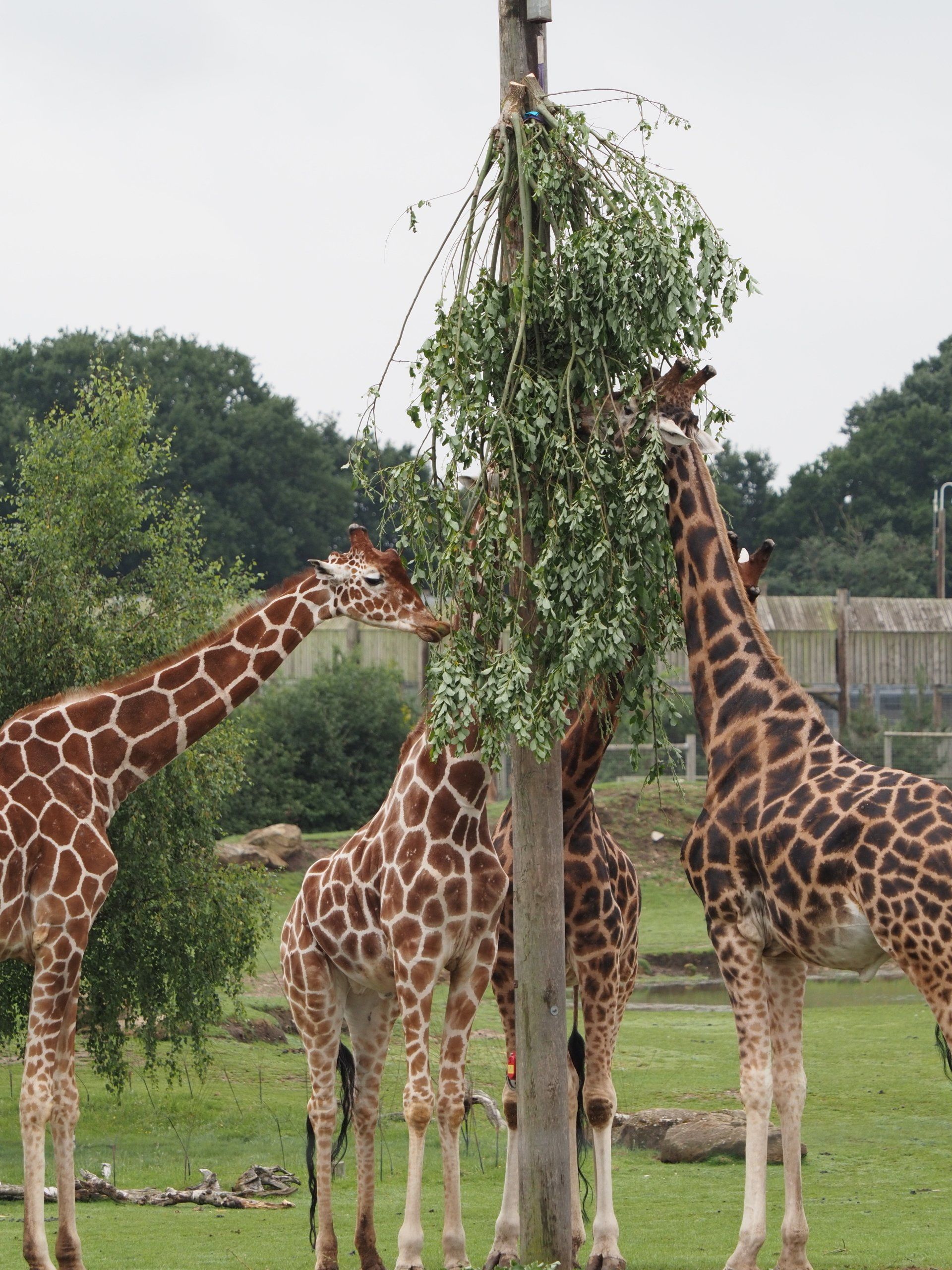 giraffes