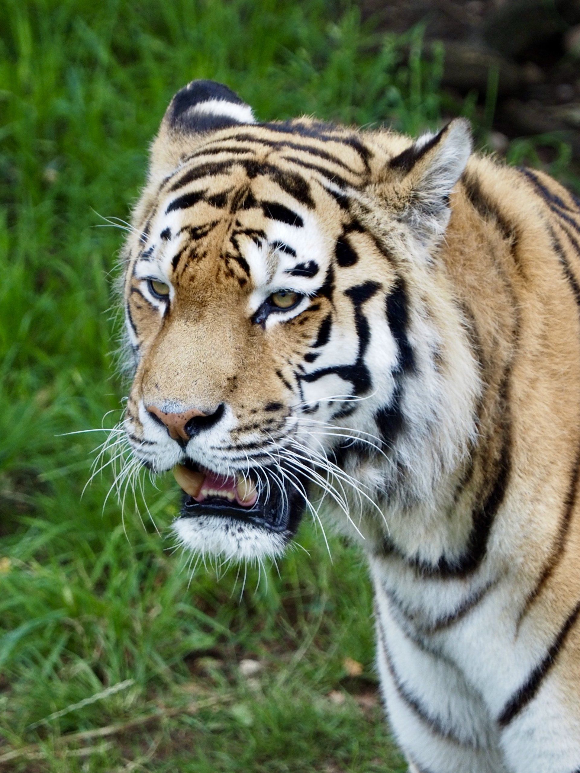 tiger