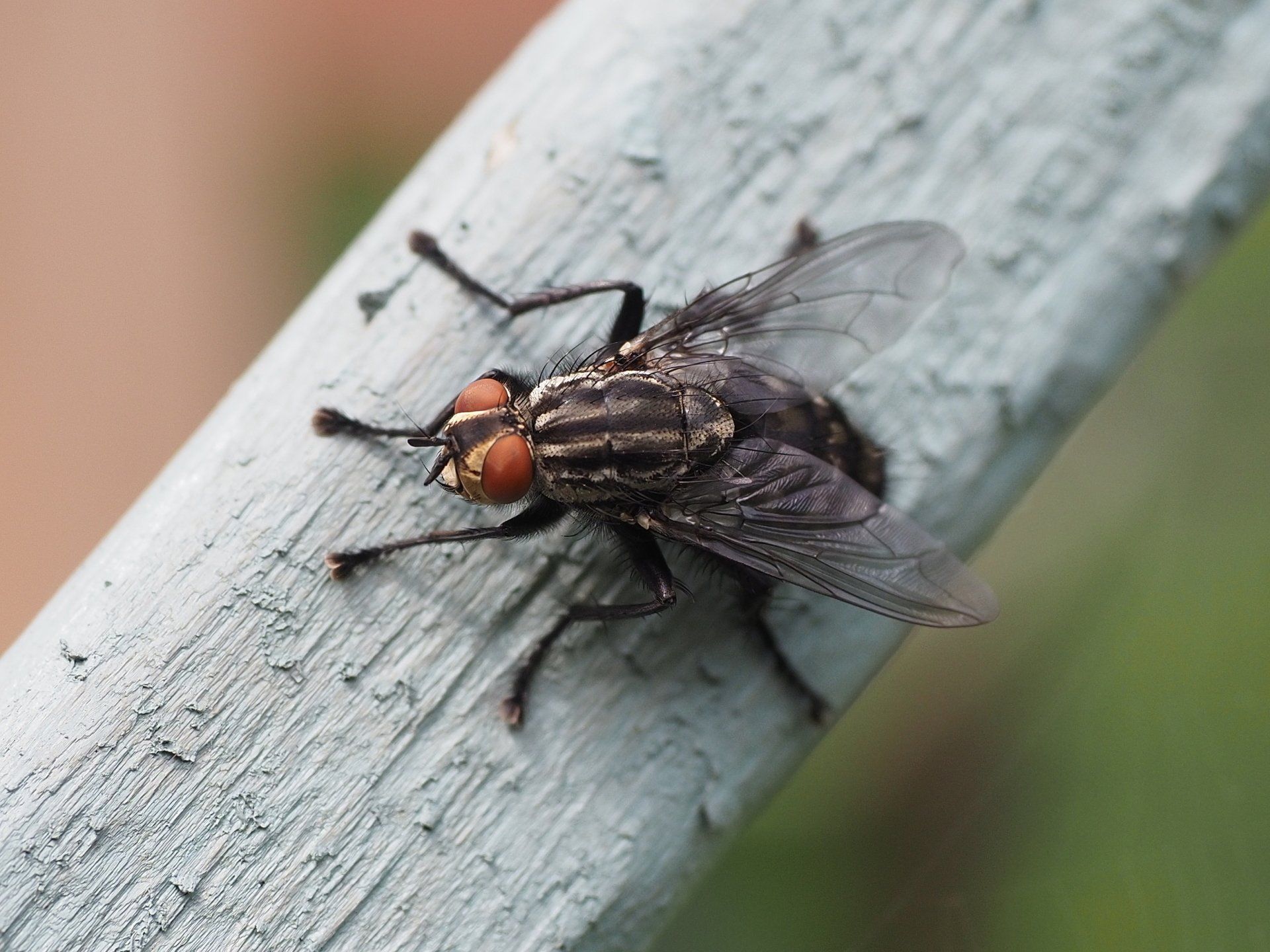 Photo by: Derek Smith a fly on a fence