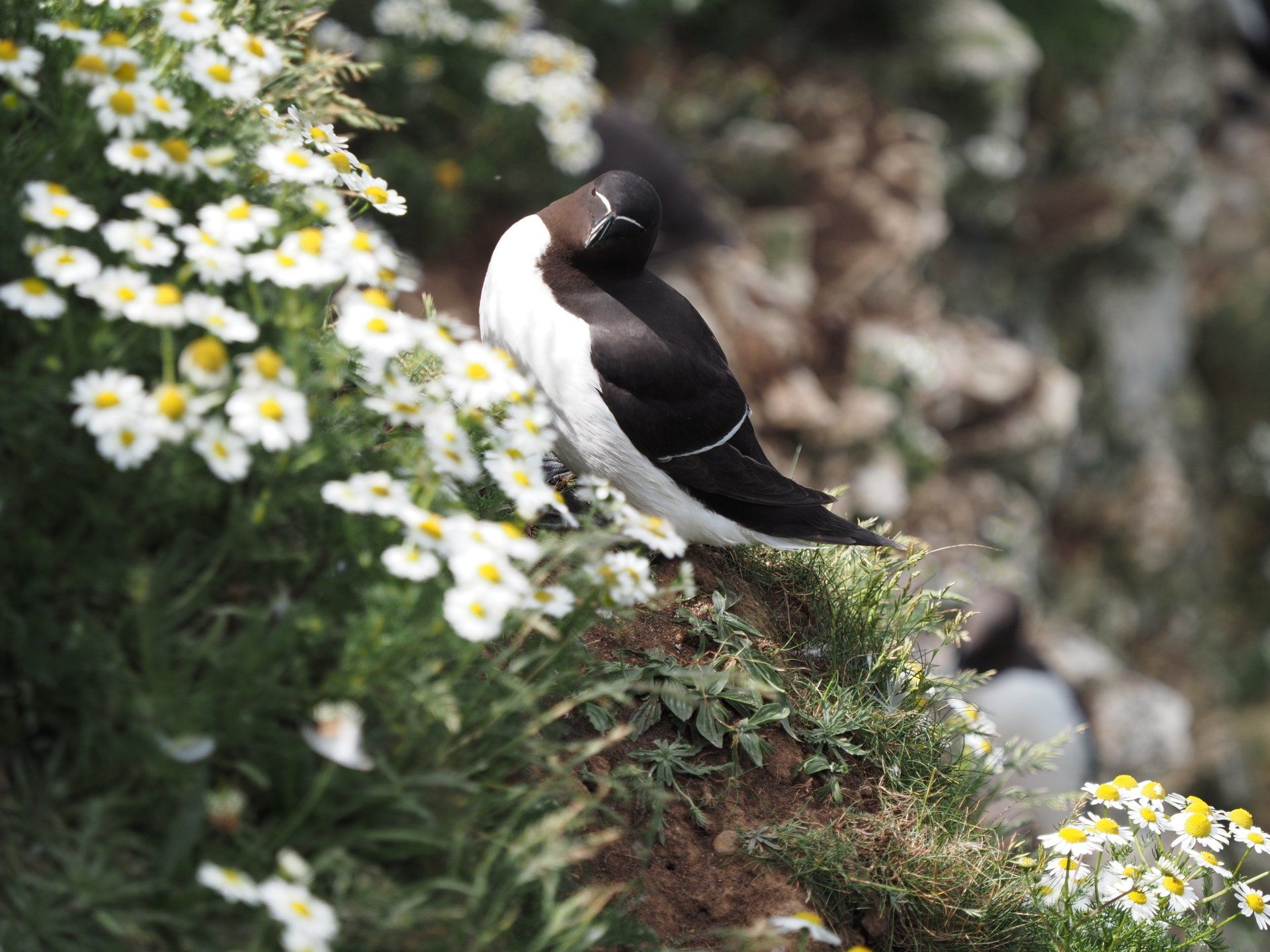 a razorbill bird on bempton cliffs
