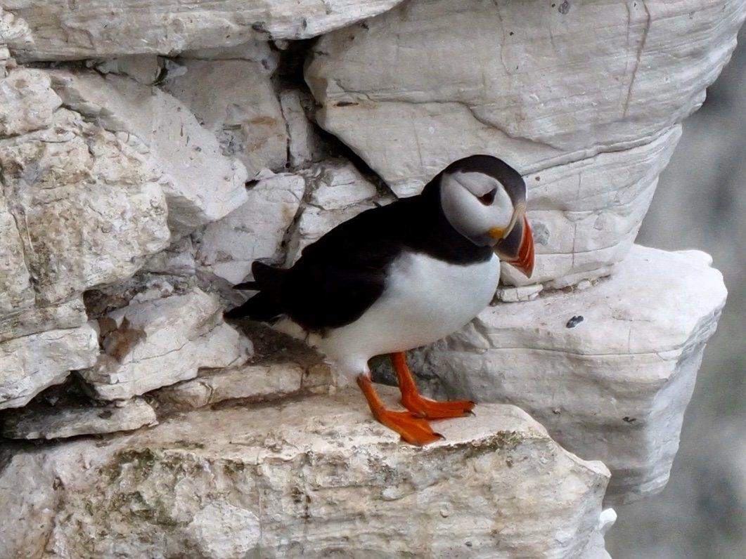 a puffin bird on bempton cliffs
