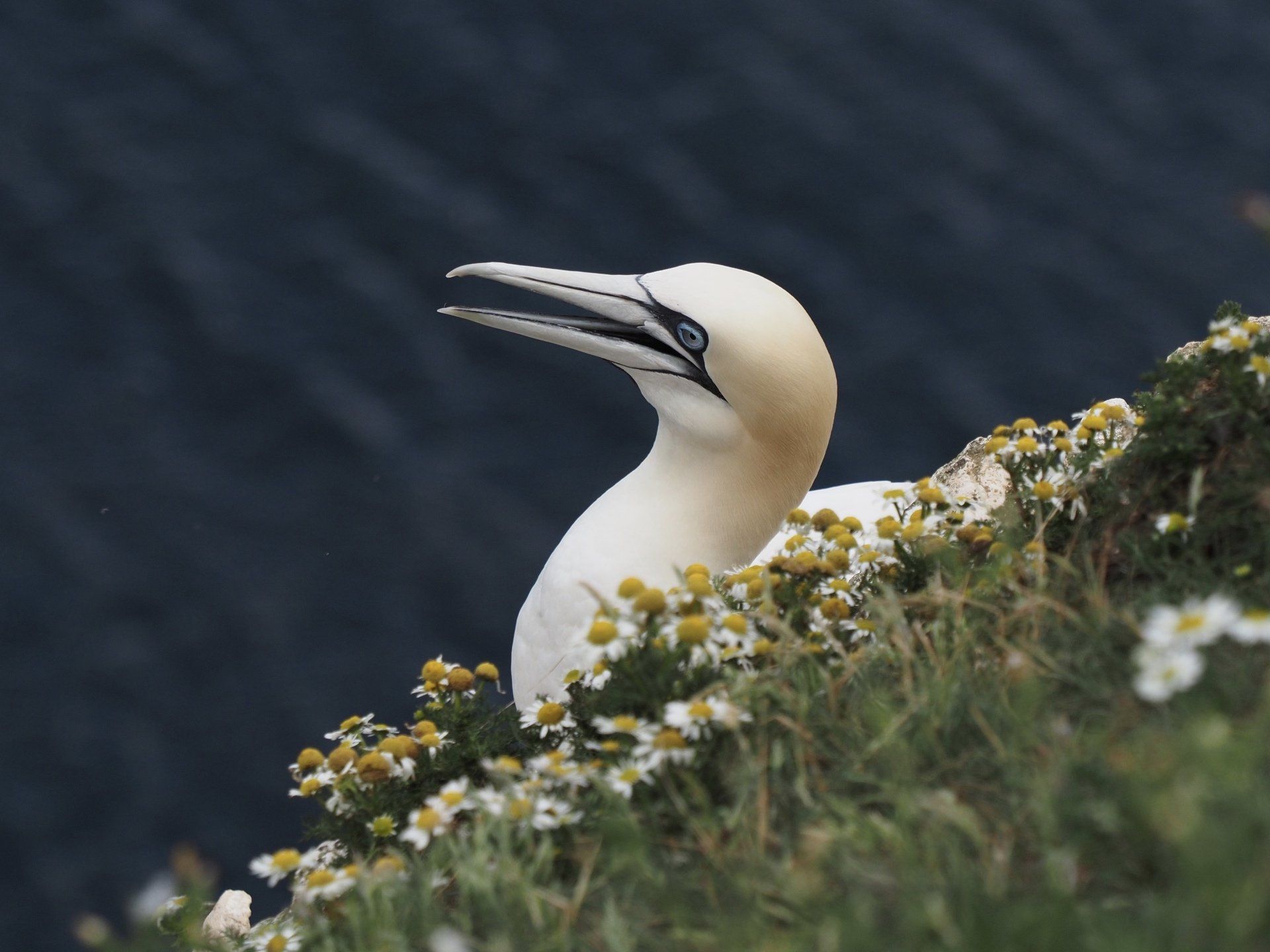 a gannet bird on bempton cliffs
