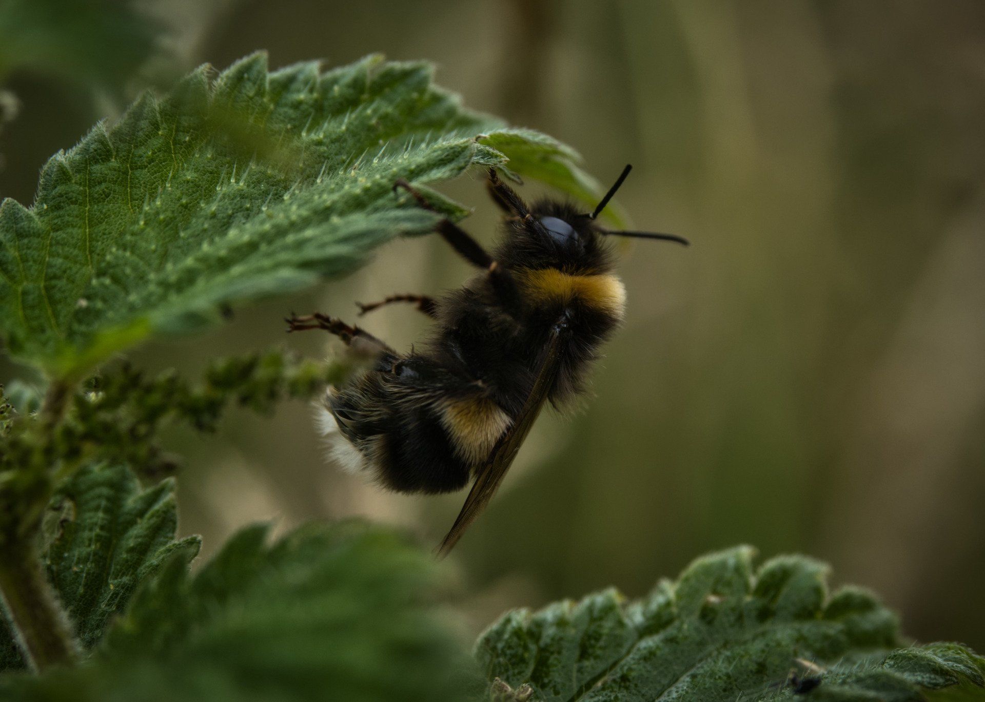 a bee on a leaf