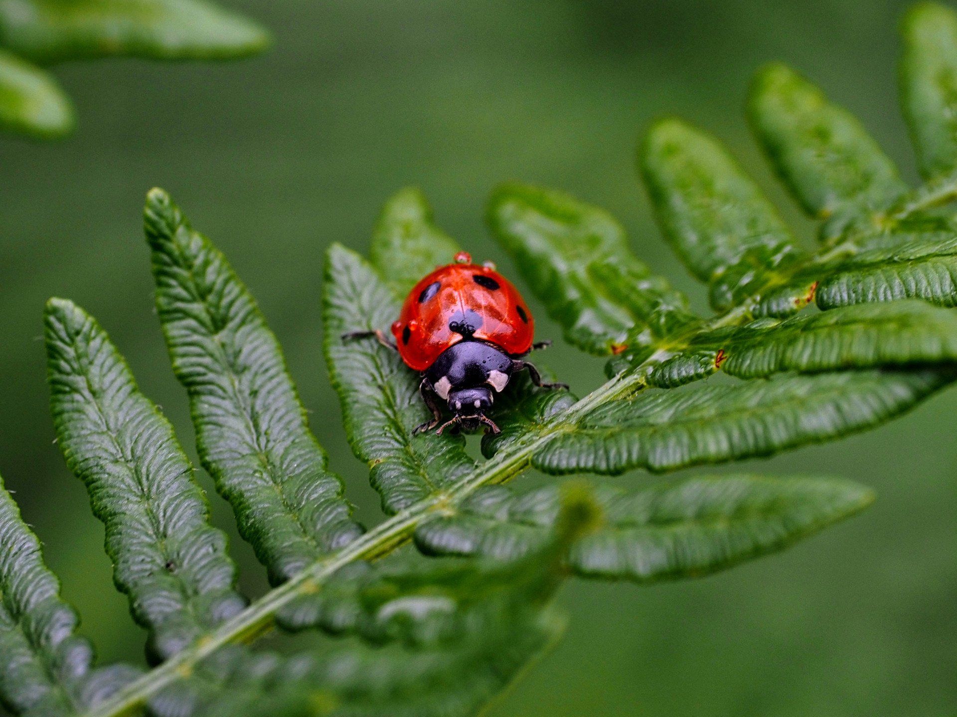 a ladybird on a fern
