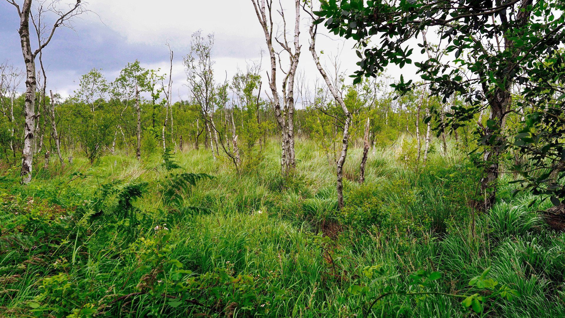 Photo by Derek Smith crowle moor nature reserve