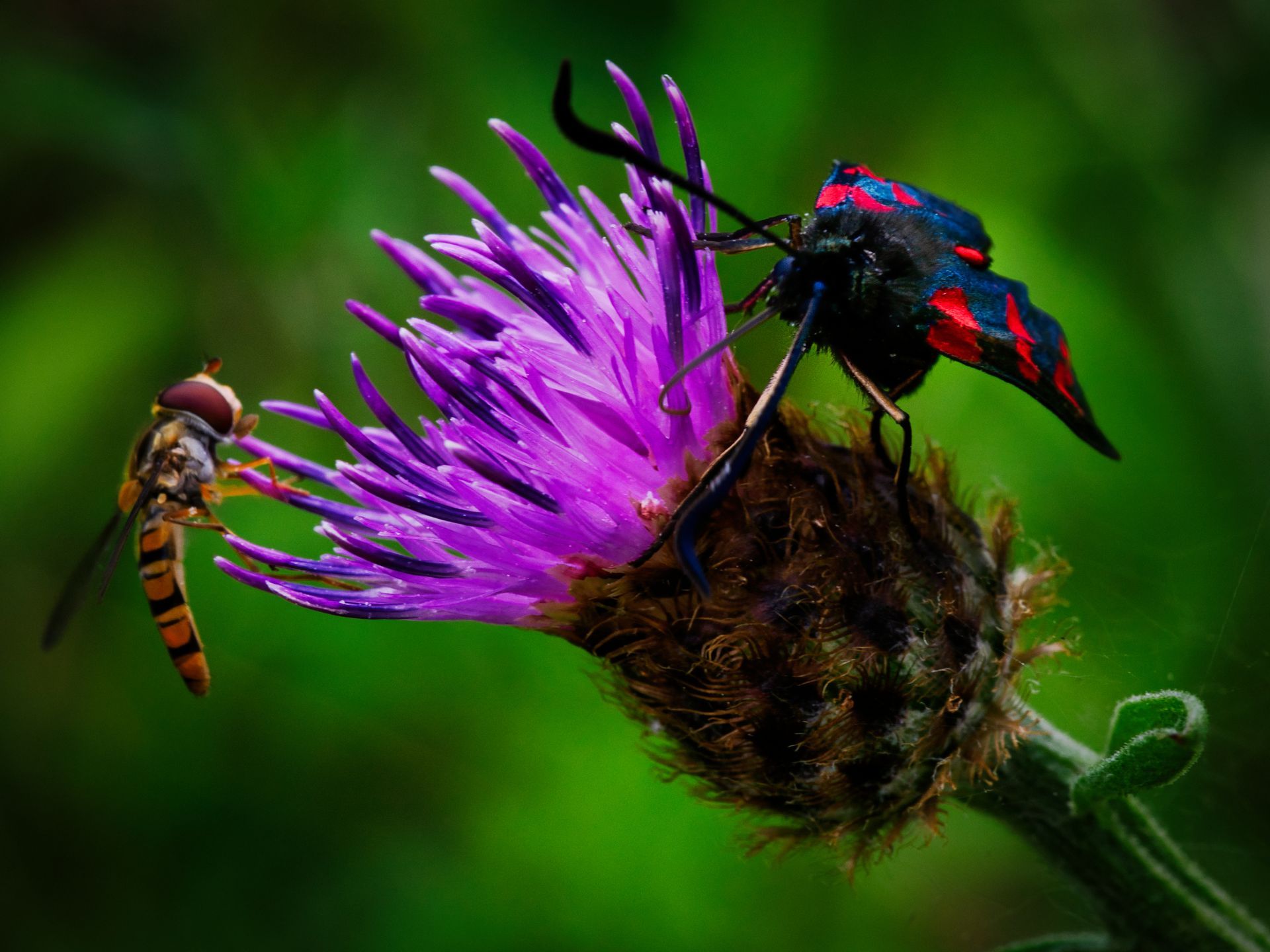 a hoover fly, and a six spot Burnet moth on the same flower head