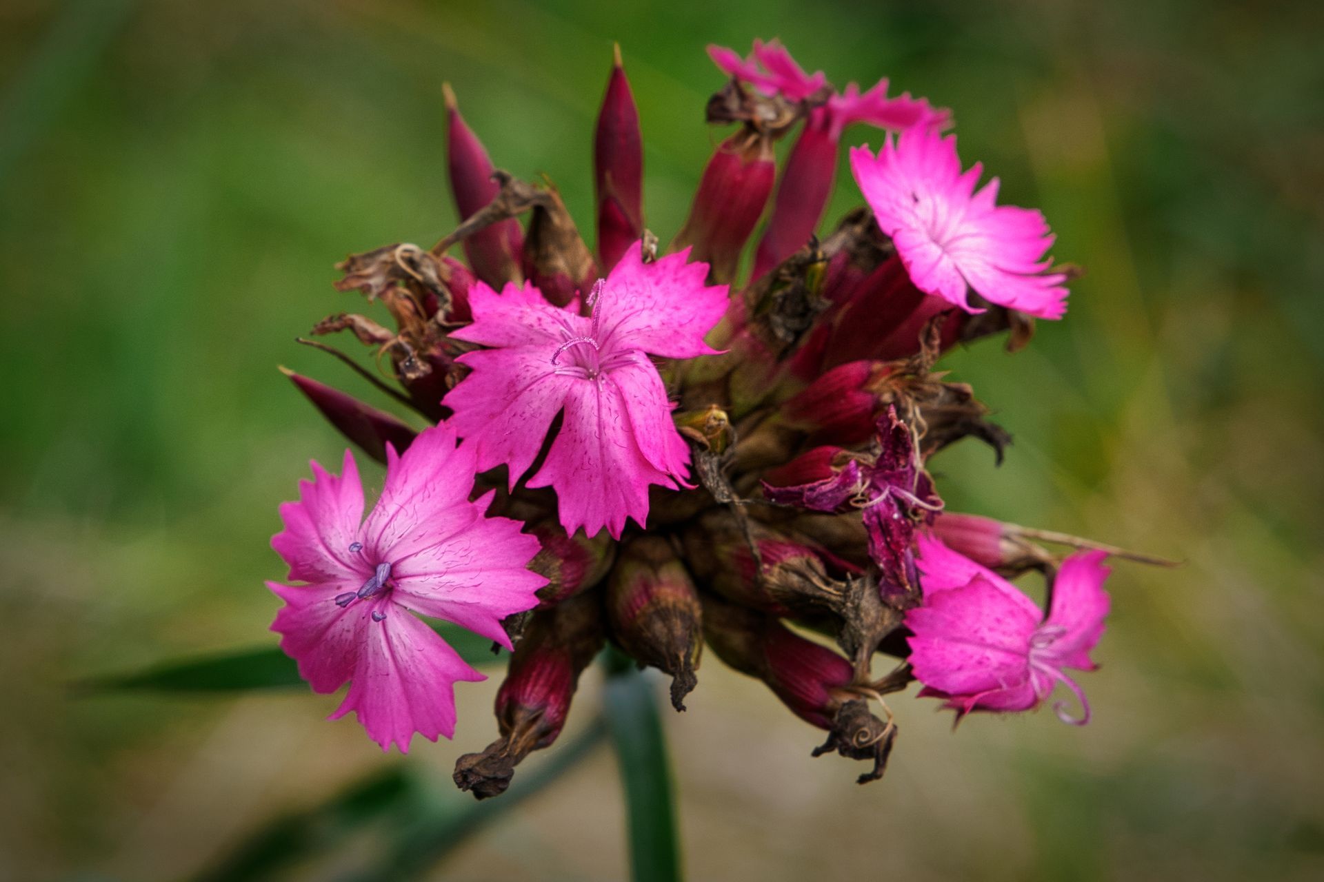 Carthusian Pink, a wildflower