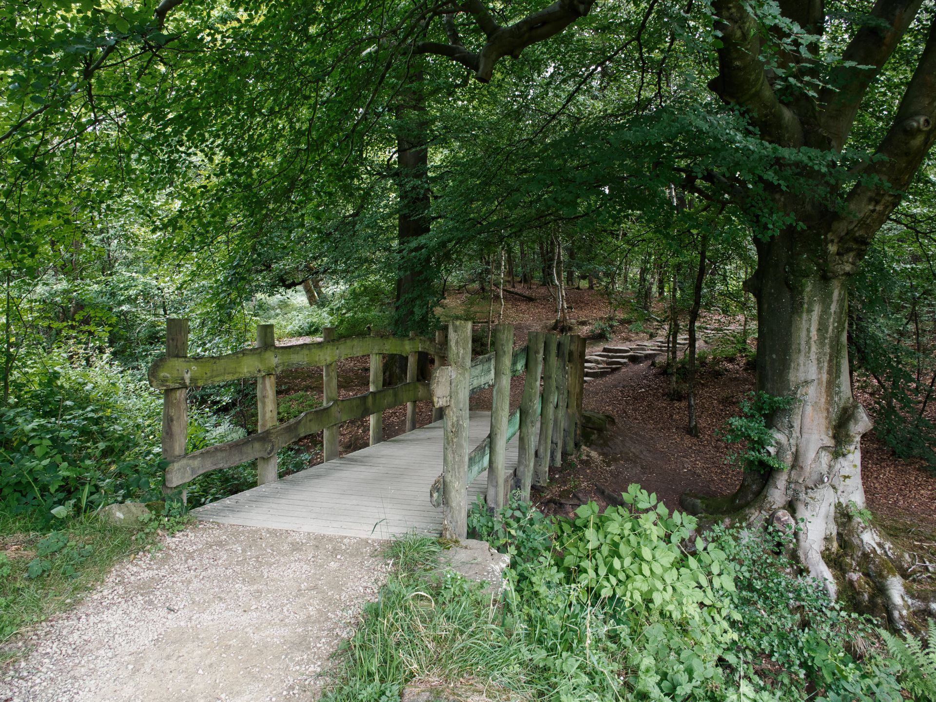 a woodland path on the Longshaws Estate