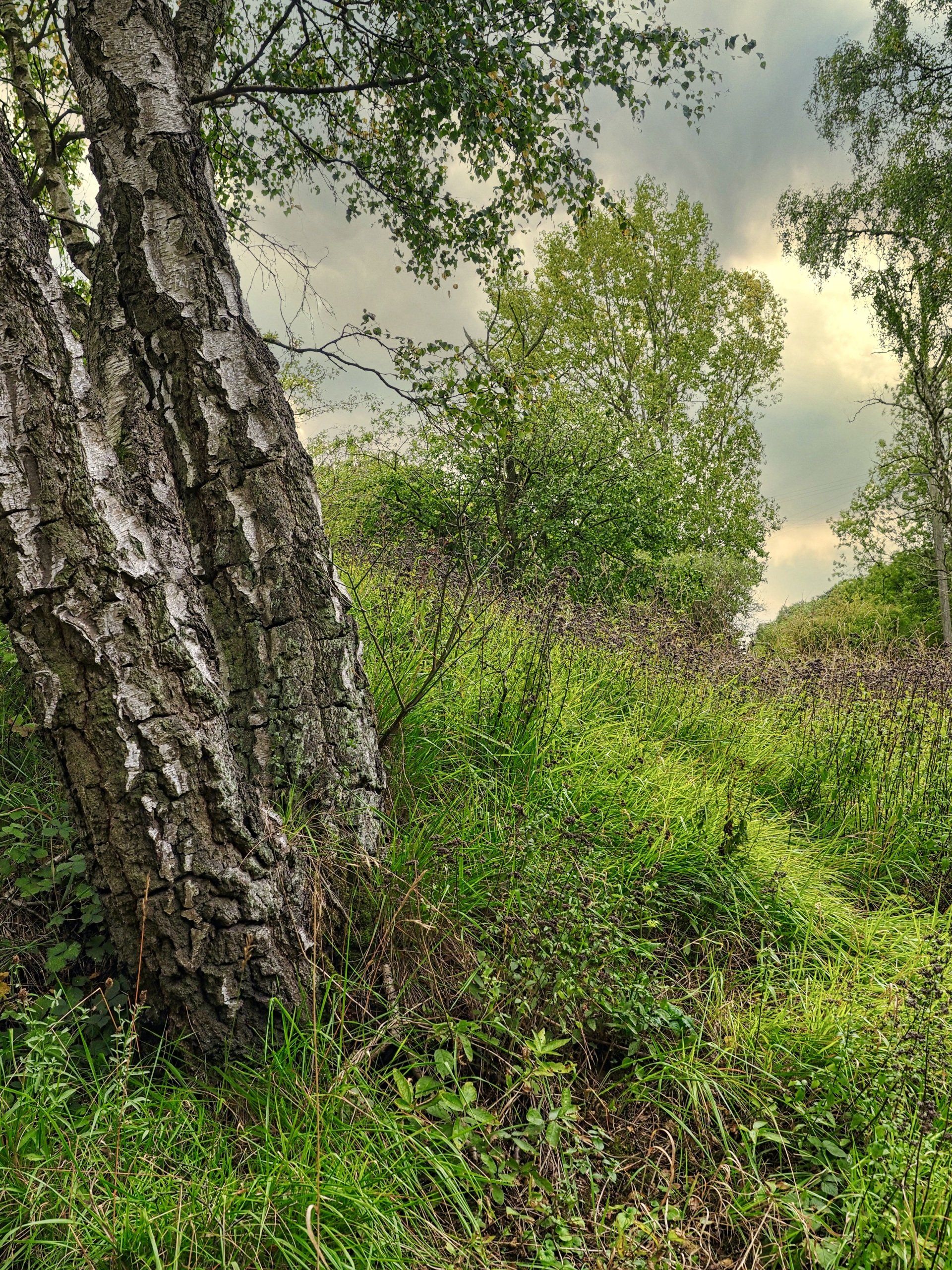 Clapgate Pit by: Derek Smith trees, and grass at clapgate pit, near broughton
