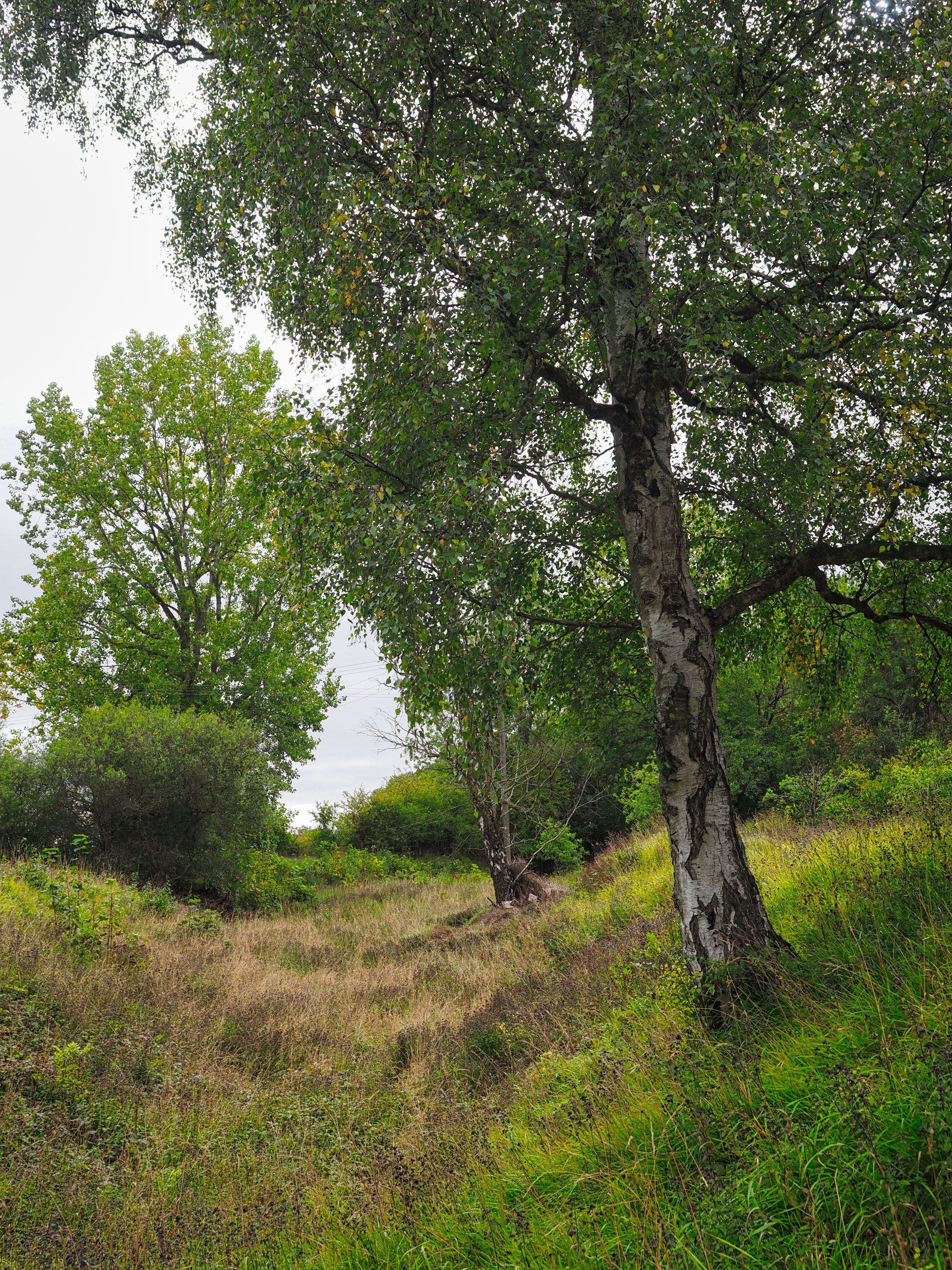 Photo of Clapgate Pit by Derek Smith photo of trees in a landscape