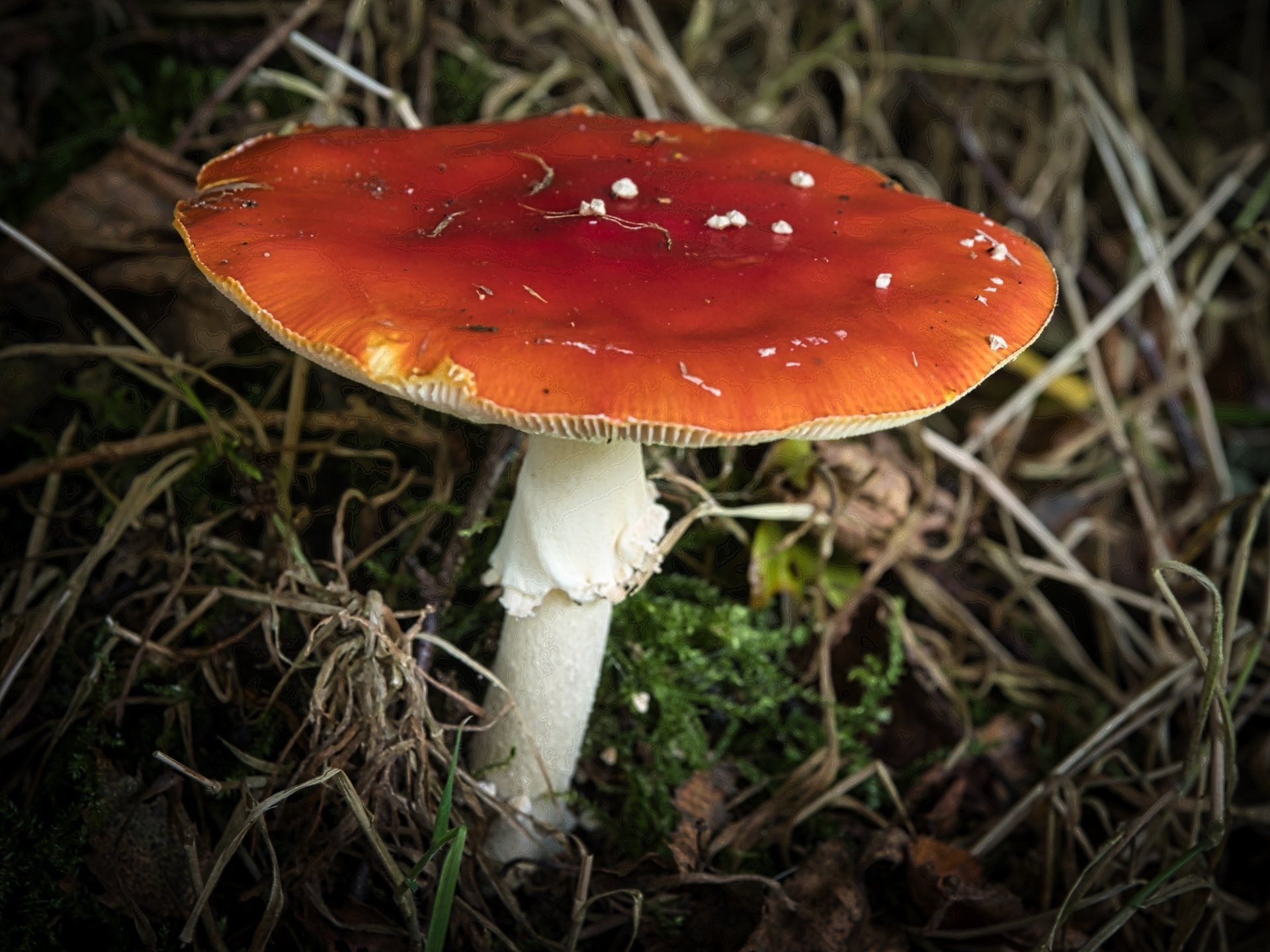 fungi in the woods