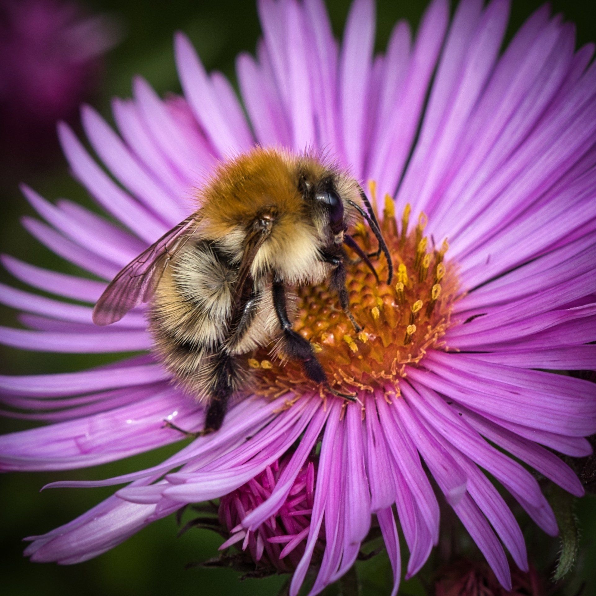 bee on a flower