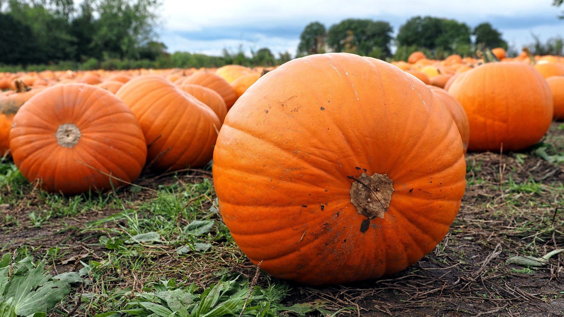 Pumpkins in a field