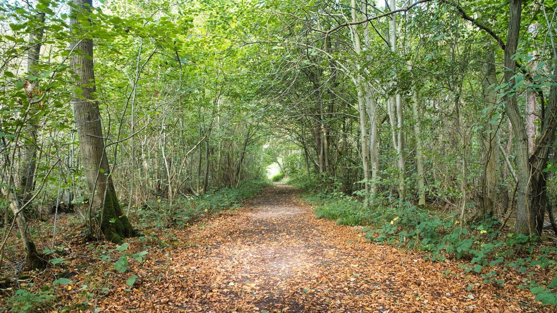 woodland walk