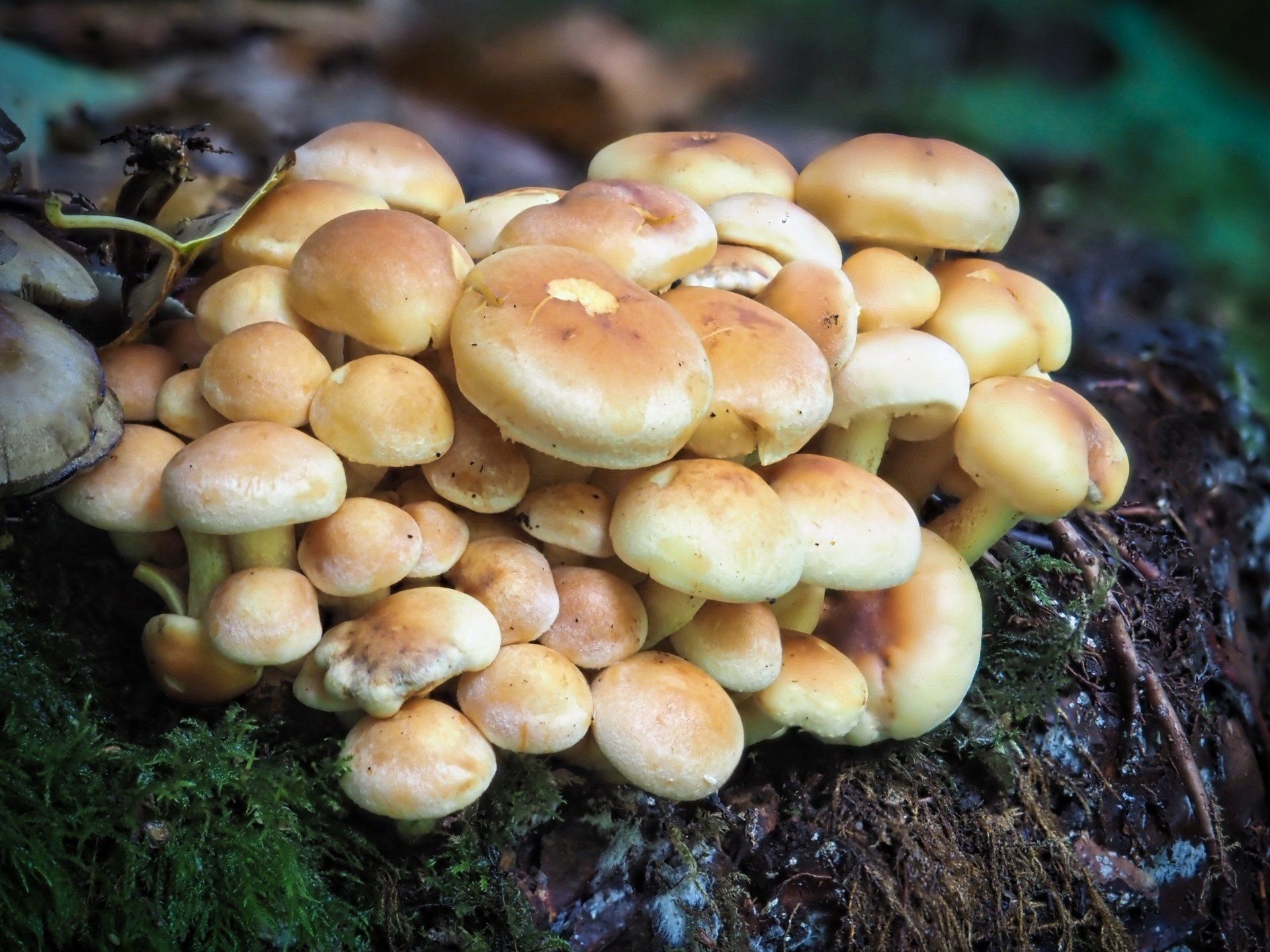 fungi in the woods