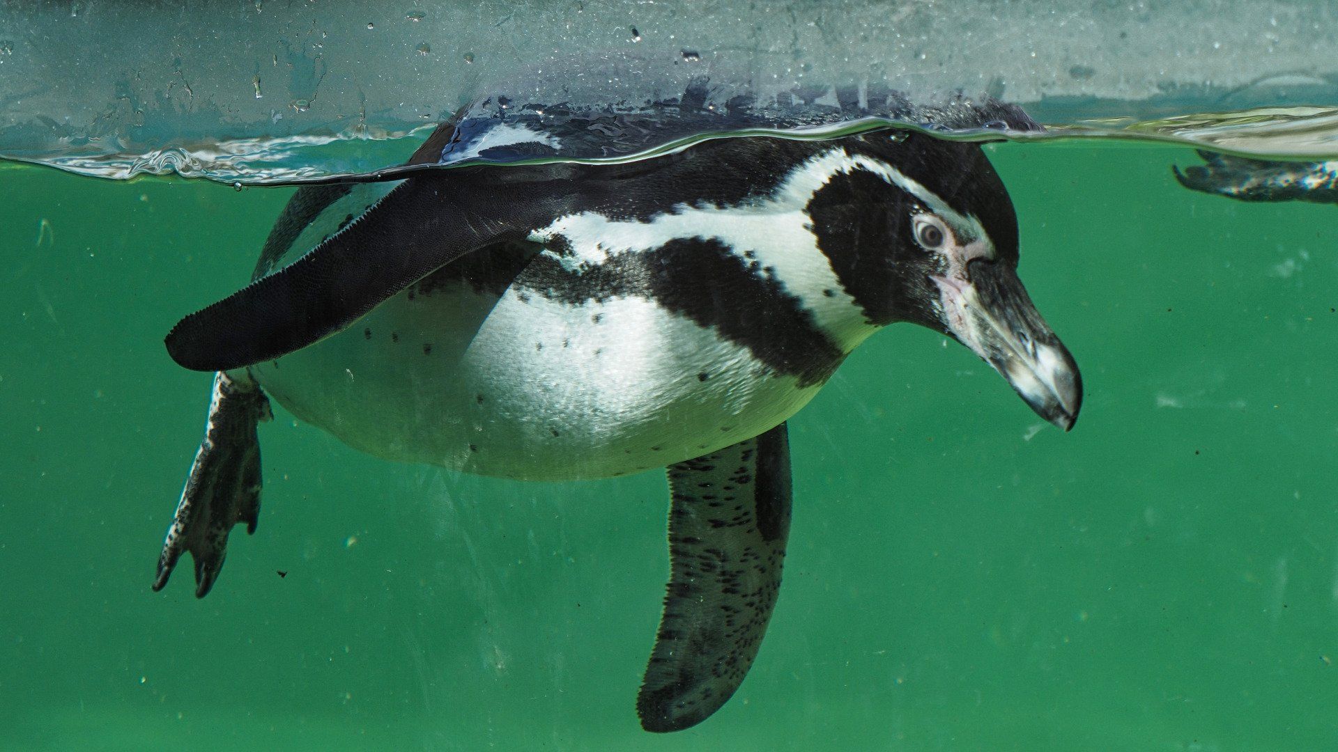 a captive humbolt penguin swimming in the tank