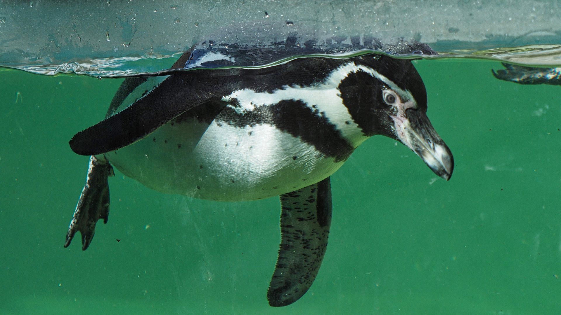 Photo by: Derek Smith a captive humbolt penguin swimming in the tank