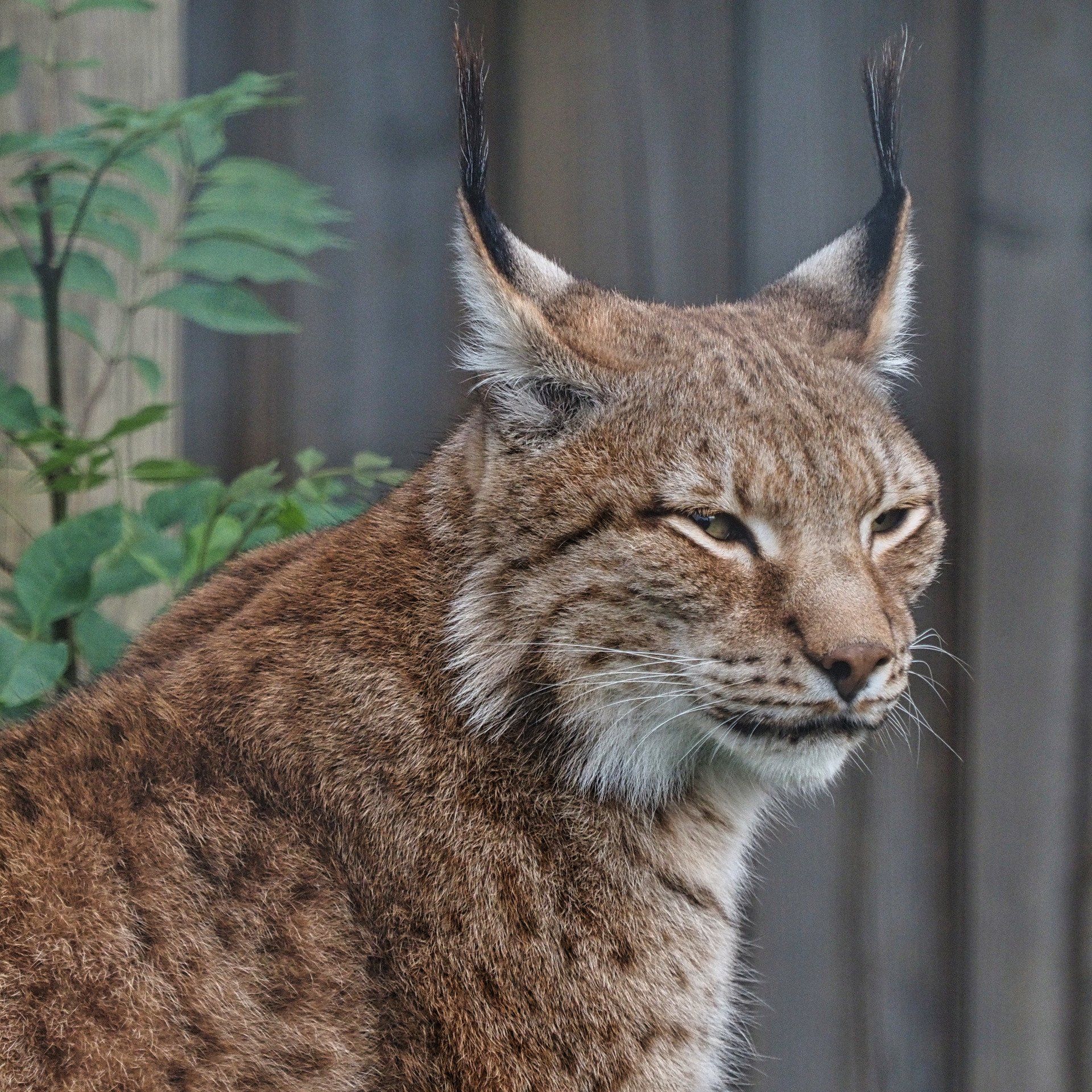 Photo by: Derek Smith a long eared linx