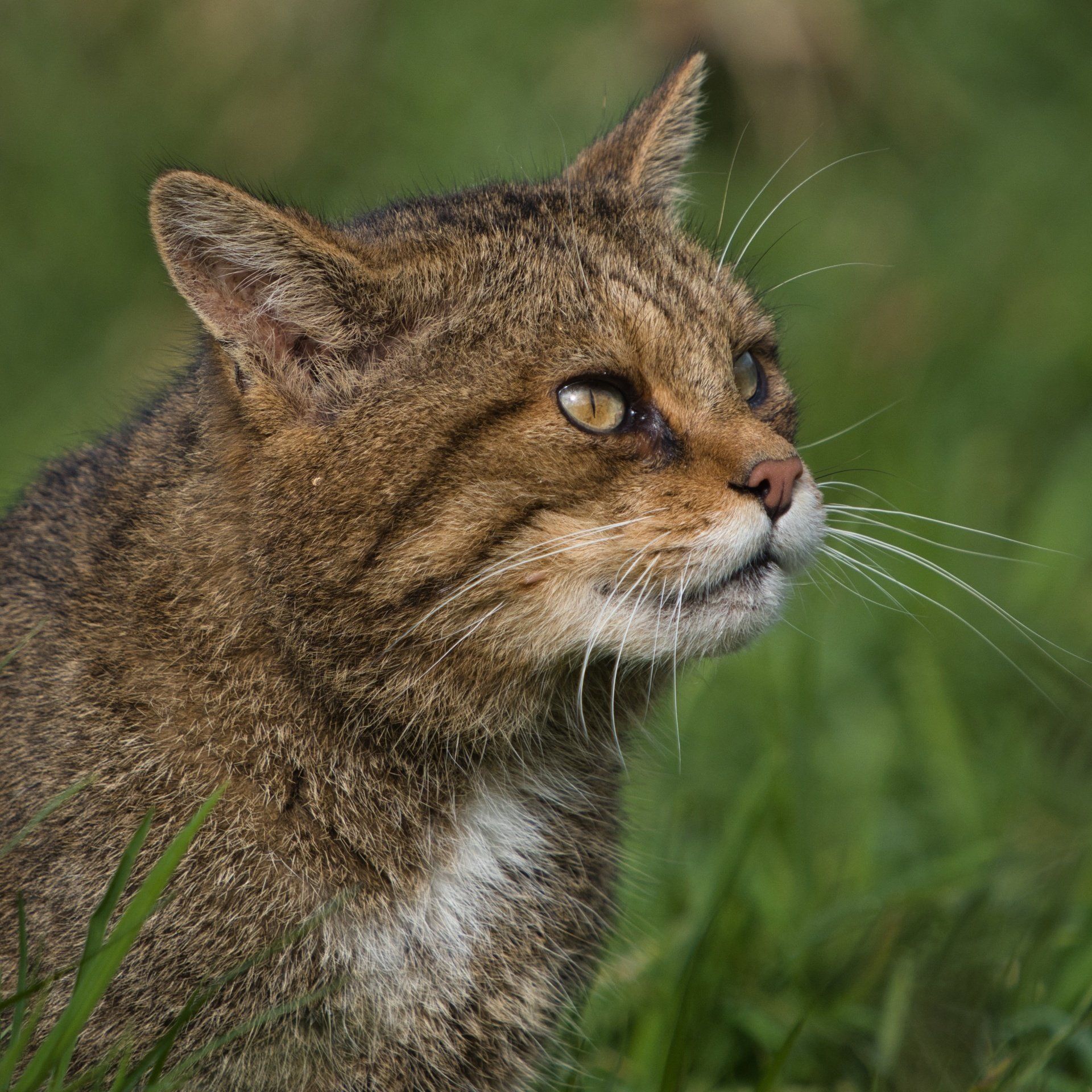 british wildlife photographed at a jessops academy in devon
