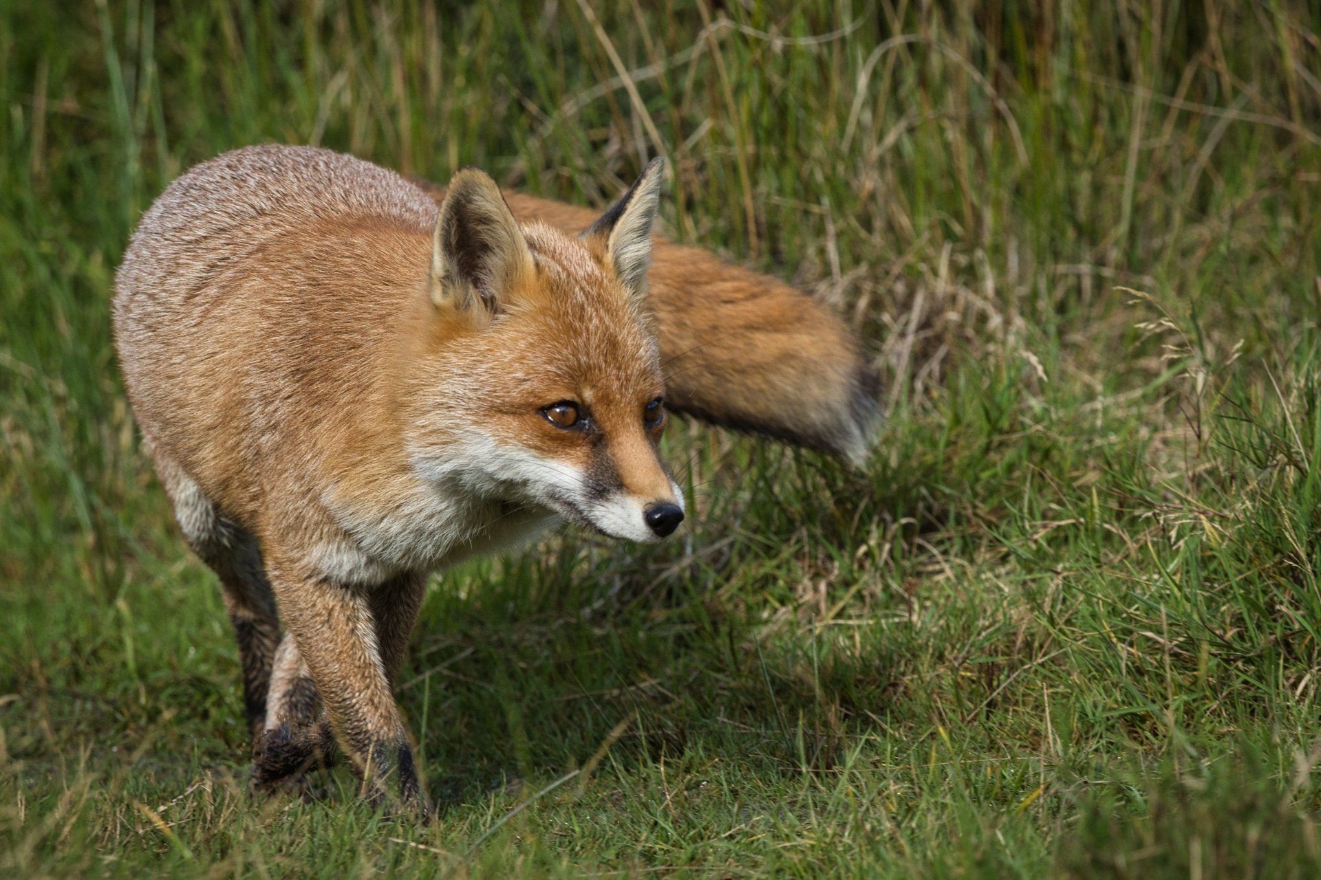 Photo by: Derek Smith an english fox in a meadow