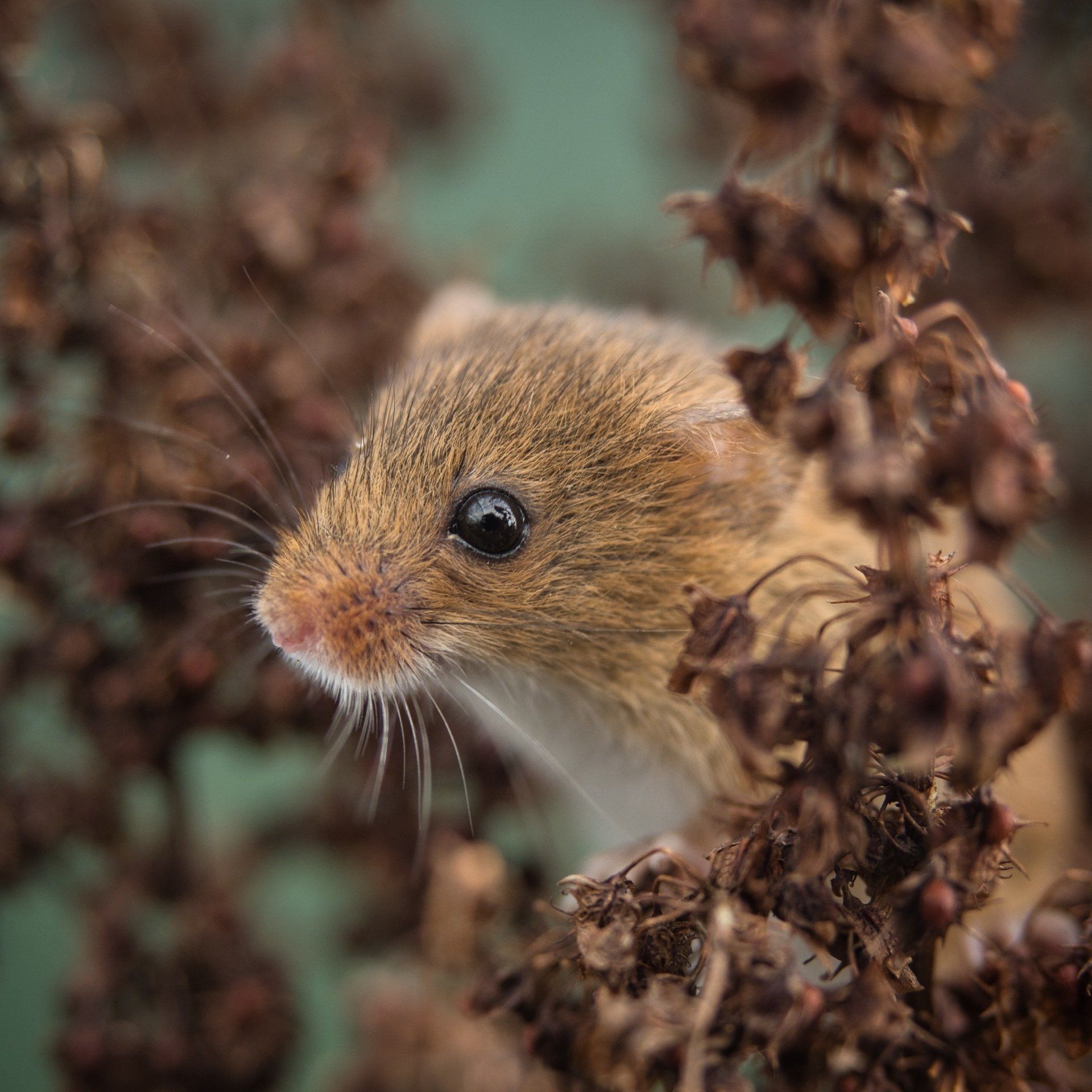 a harvest mouse in the hedge