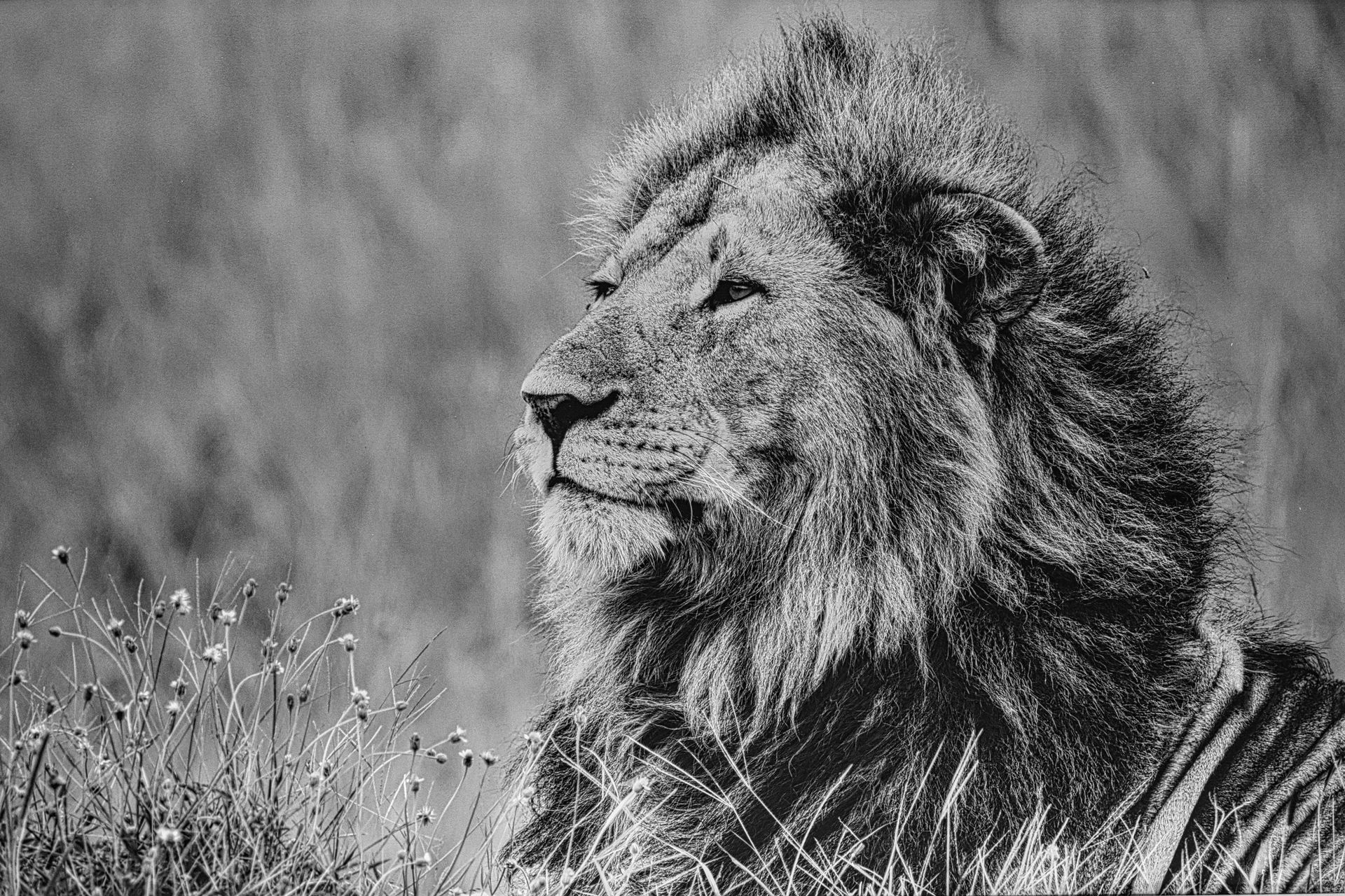 A view of a male lion
