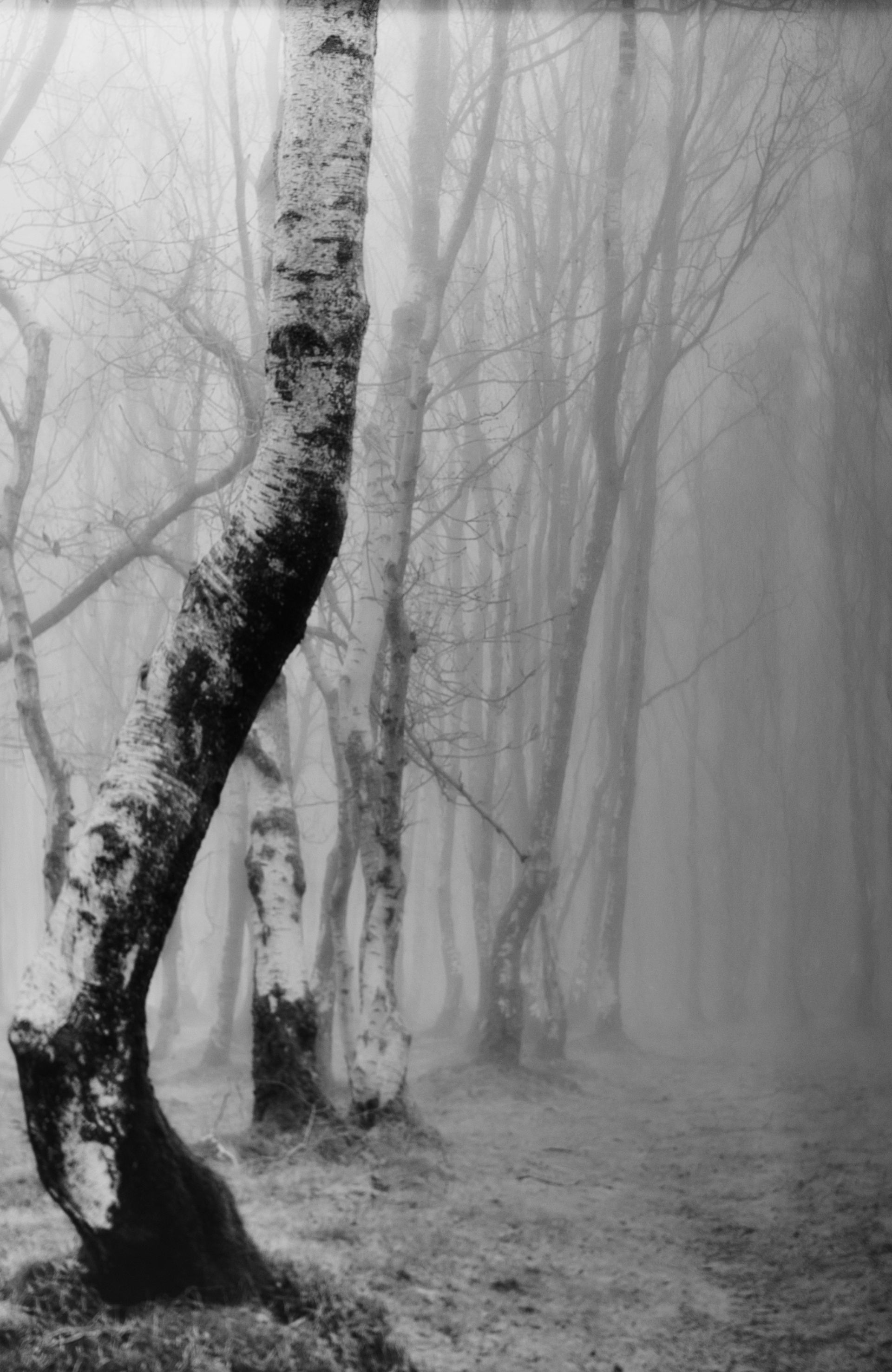 A woodland view of trees in the mist